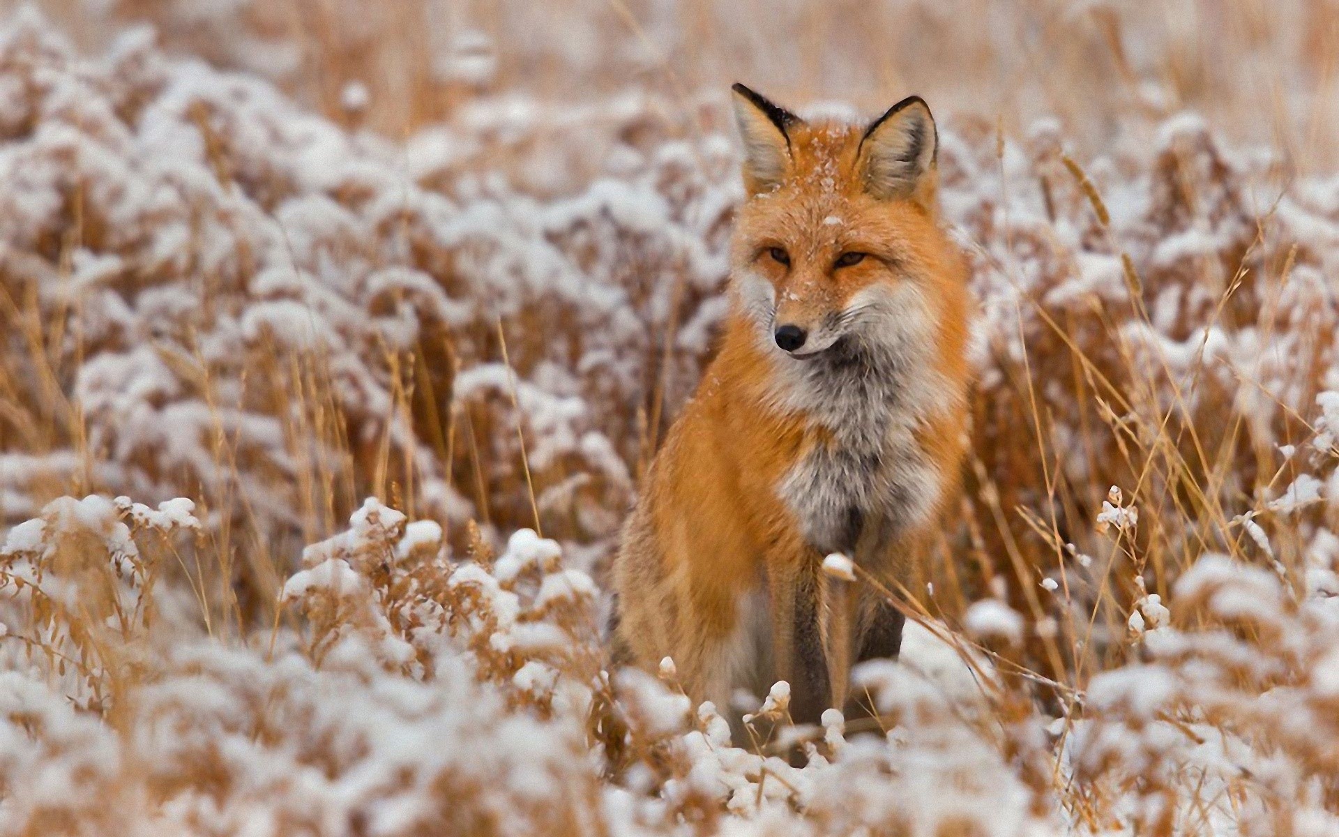 Red Fox Sitting in Snowy Field HD Wallpaper