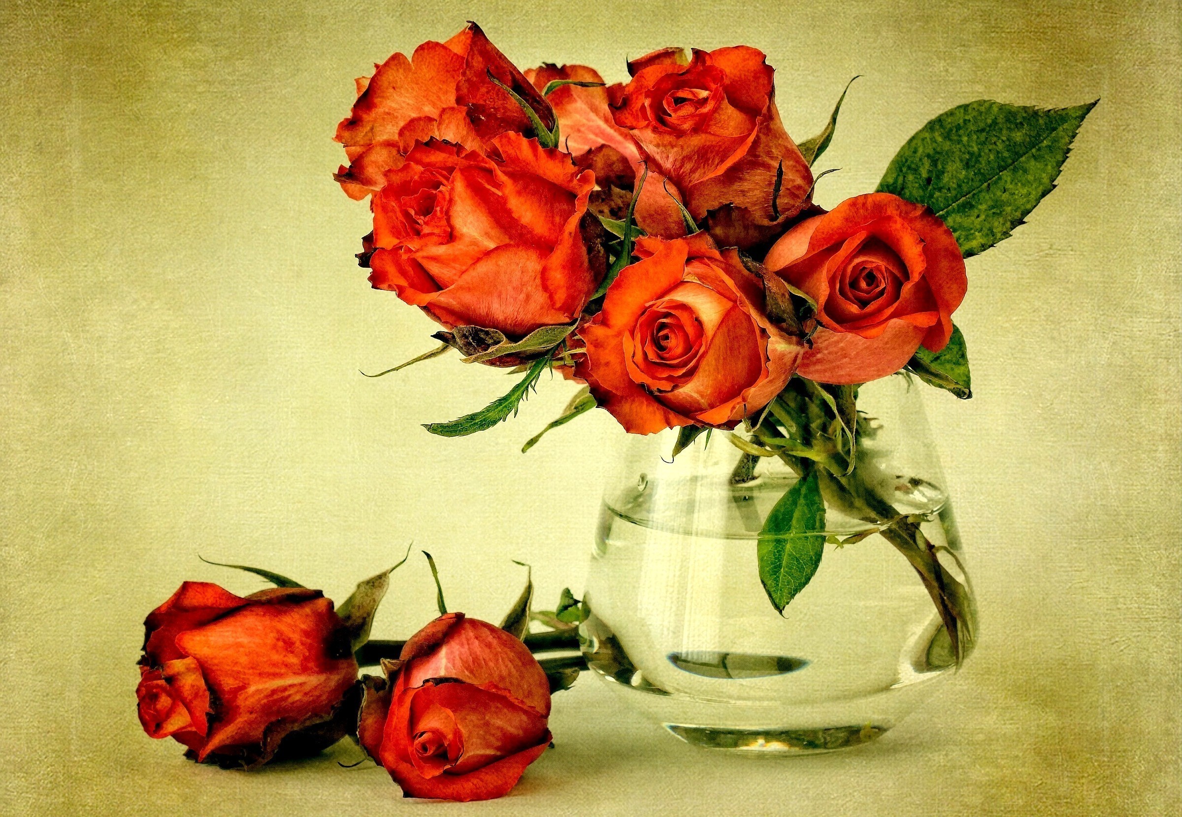 Orange roses in a glass vase HD Wallpaper