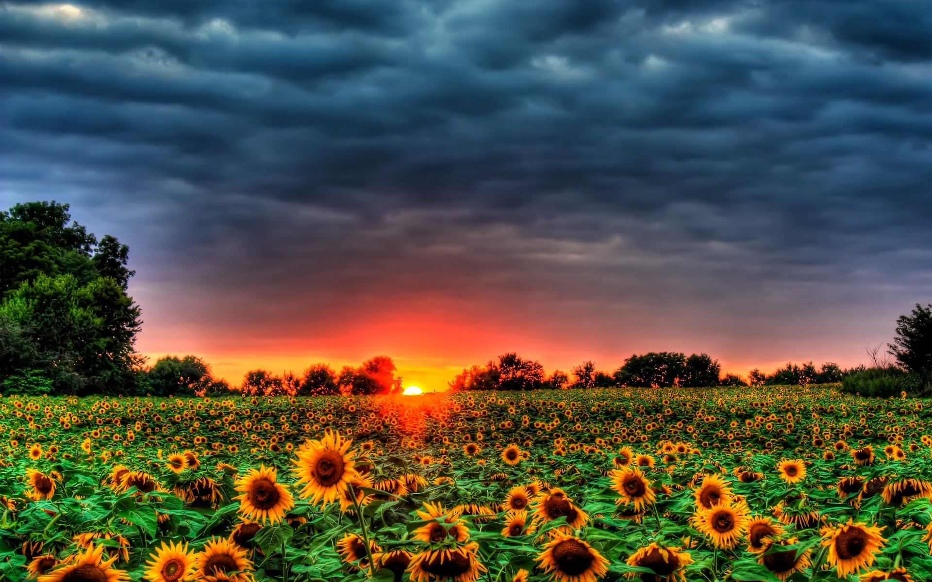 Field of sunflowers at sunset under stormy clouds HD Wallpaper