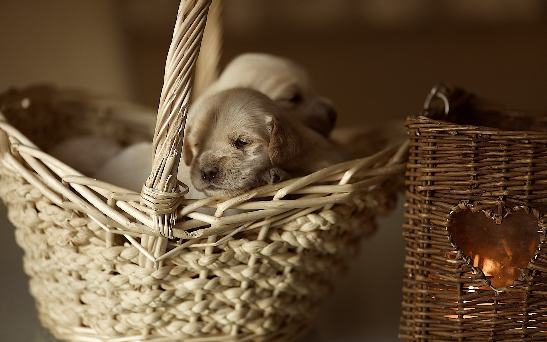 Two golden retriever puppies in a basket HD Wallpaper