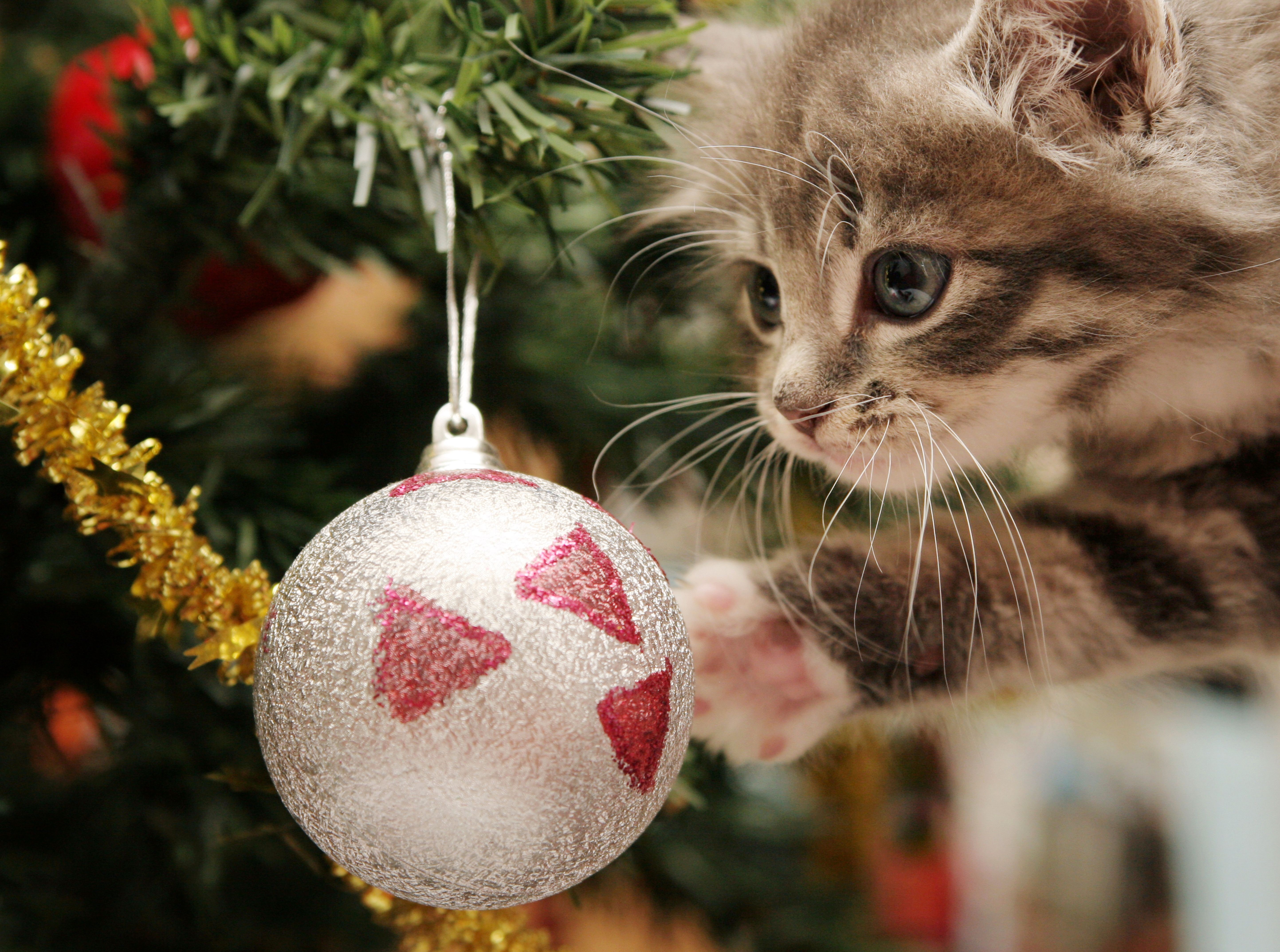 Kitten playing with Christmas ornament HD Wallpaper
