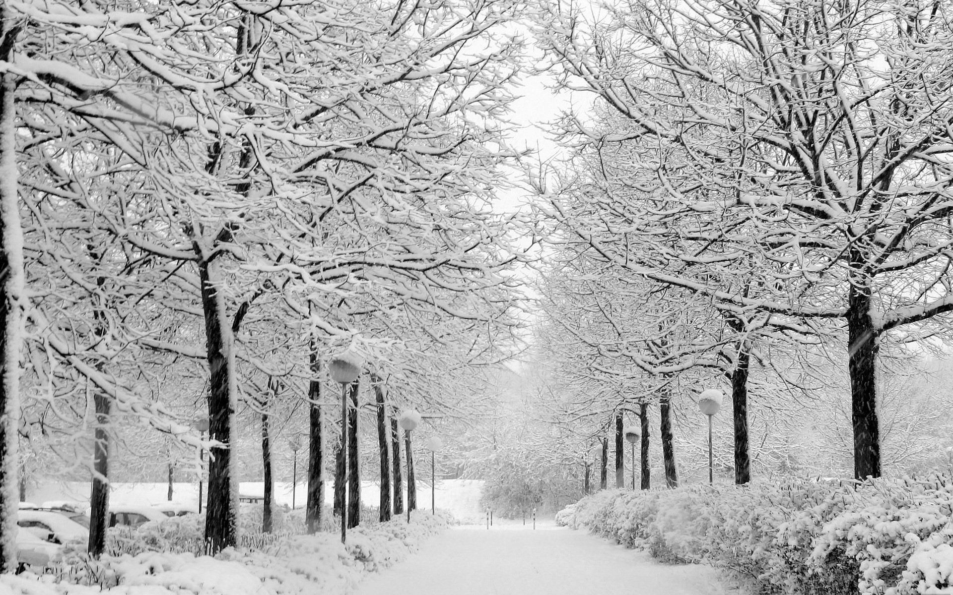 Snowy park path with trees and lampposts HD Wallpaper