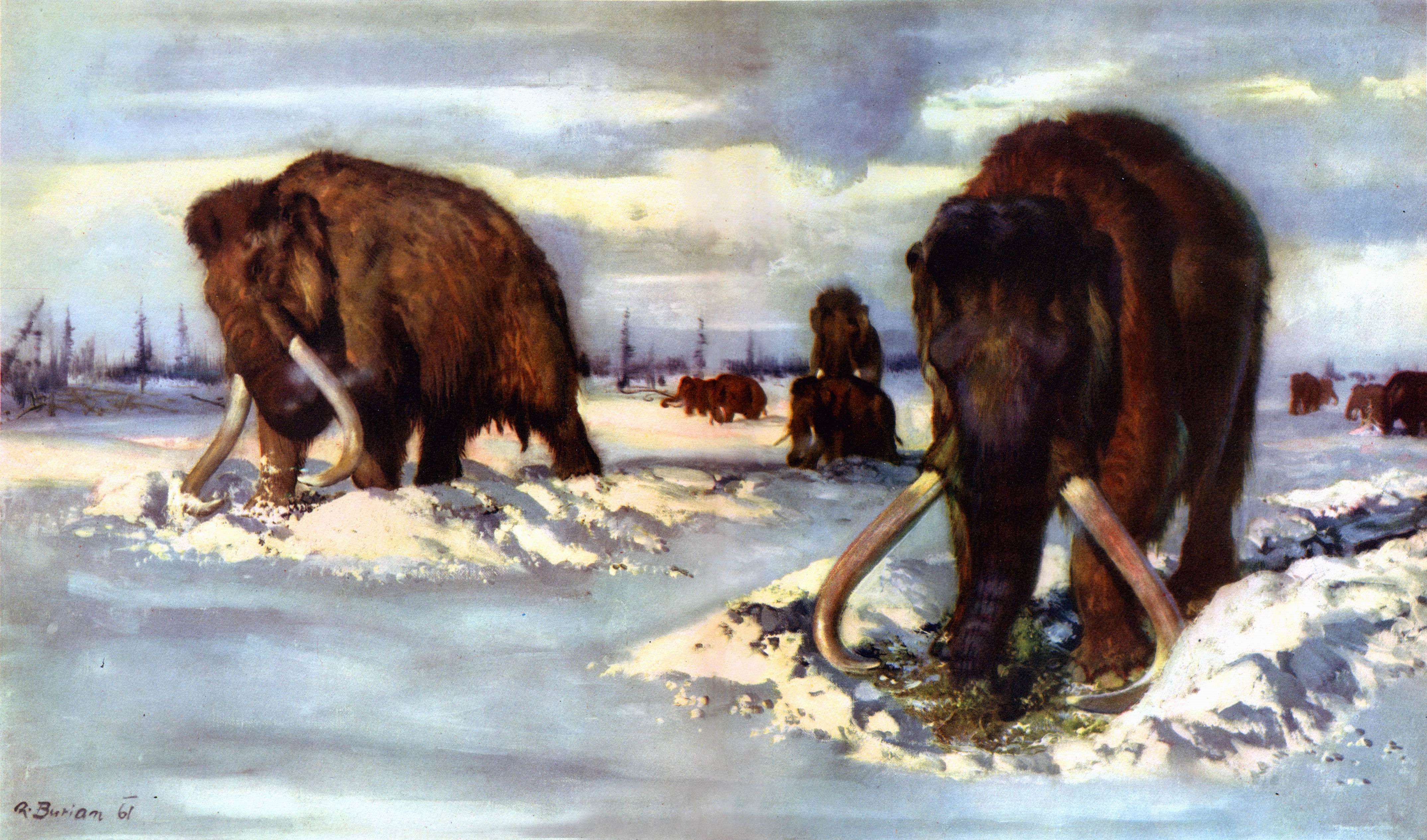 Mammoths in a Snowy Landscape HD Wallpaper