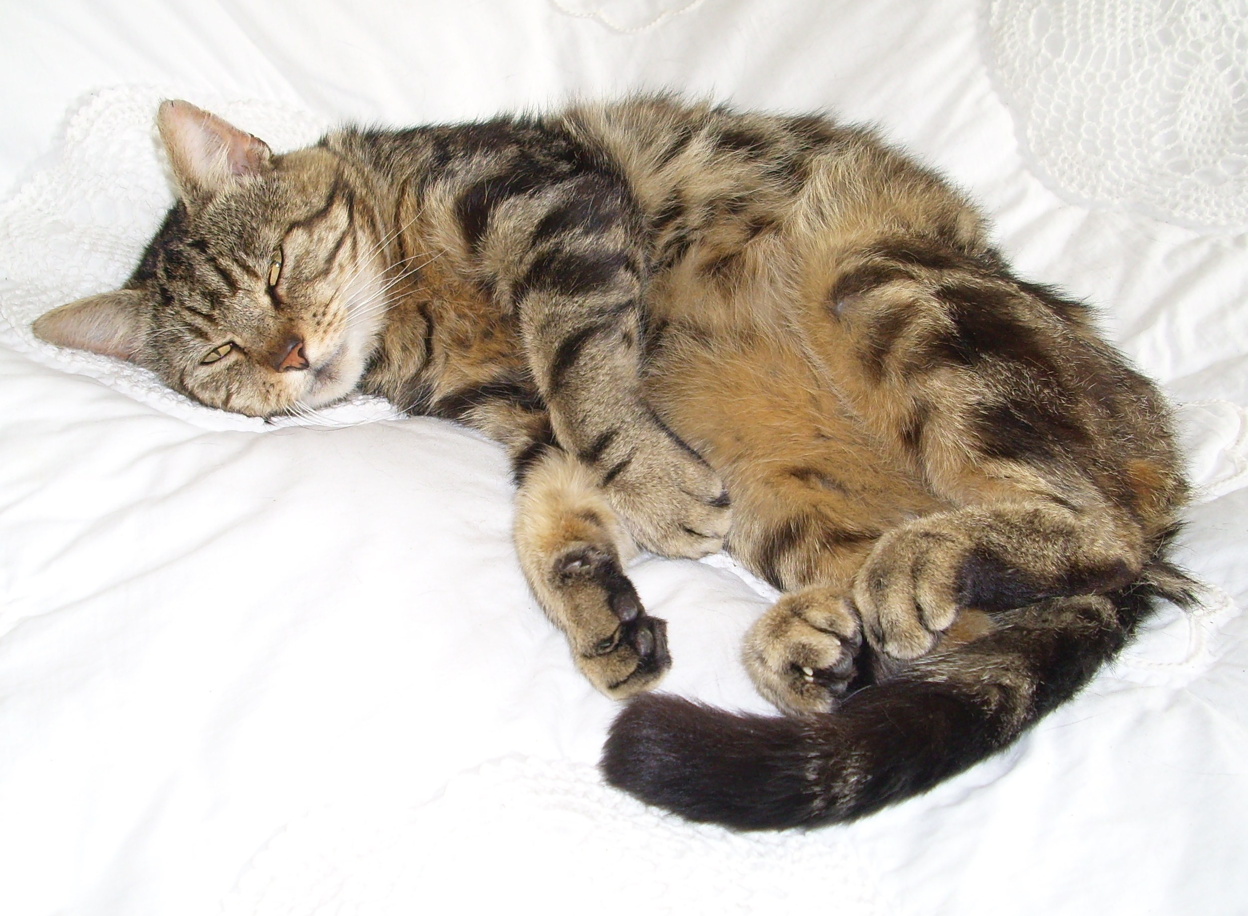 Tabby cat sleeping on a white blanket HD Wallpaper