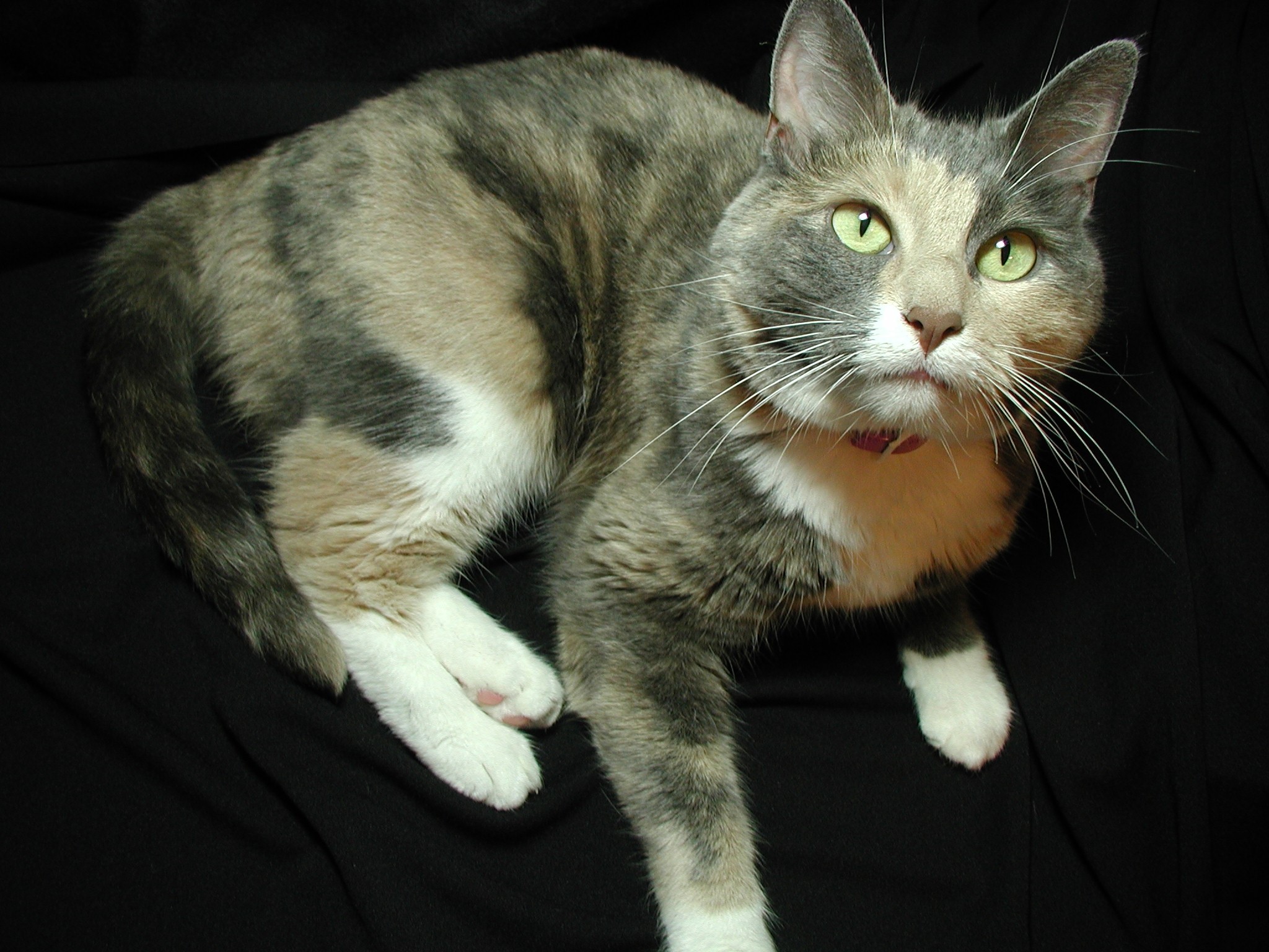 Calico cat with green eyes on black background HD Wallpaper