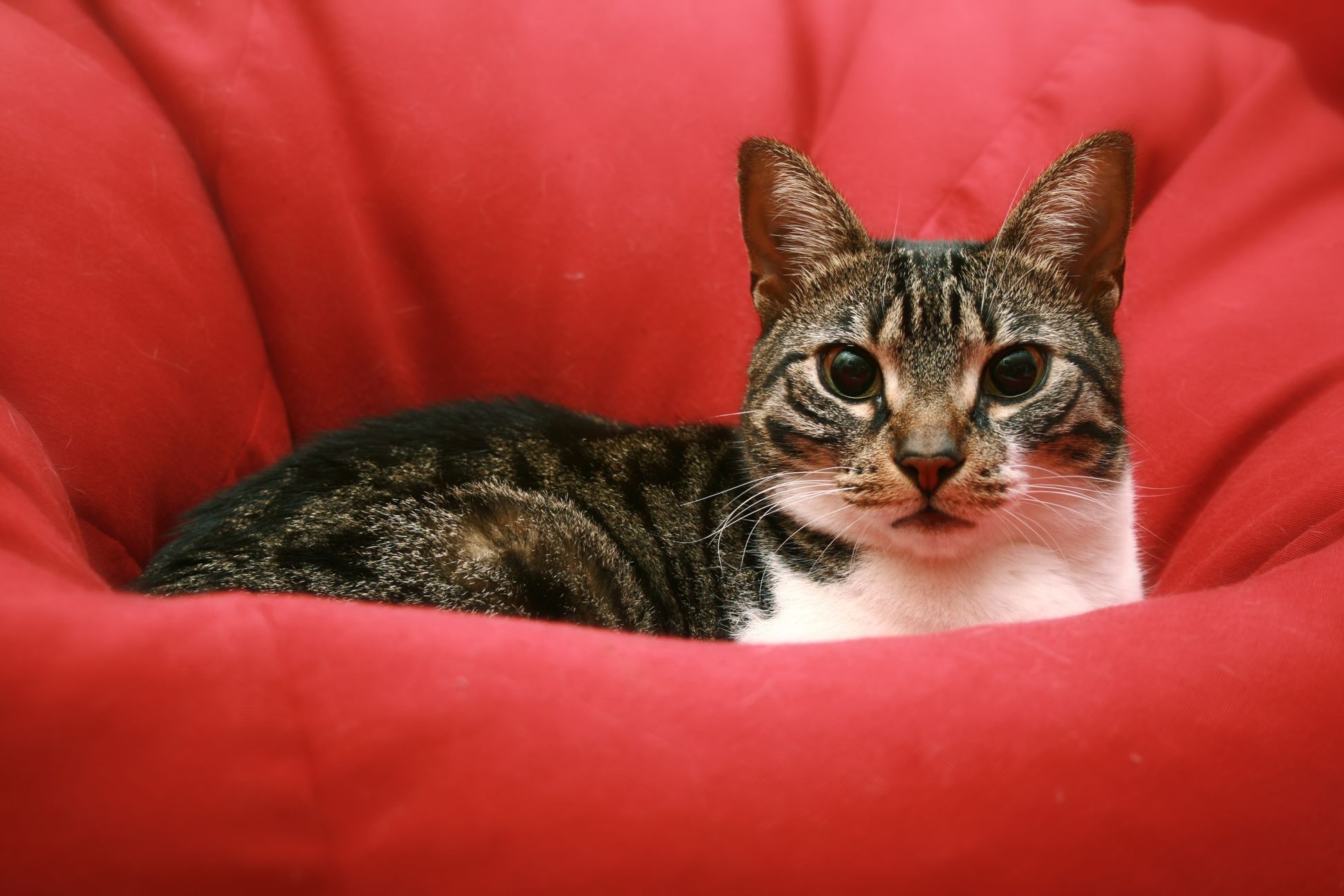Tabby cat lying on a red beanbag chair HD Wallpaper