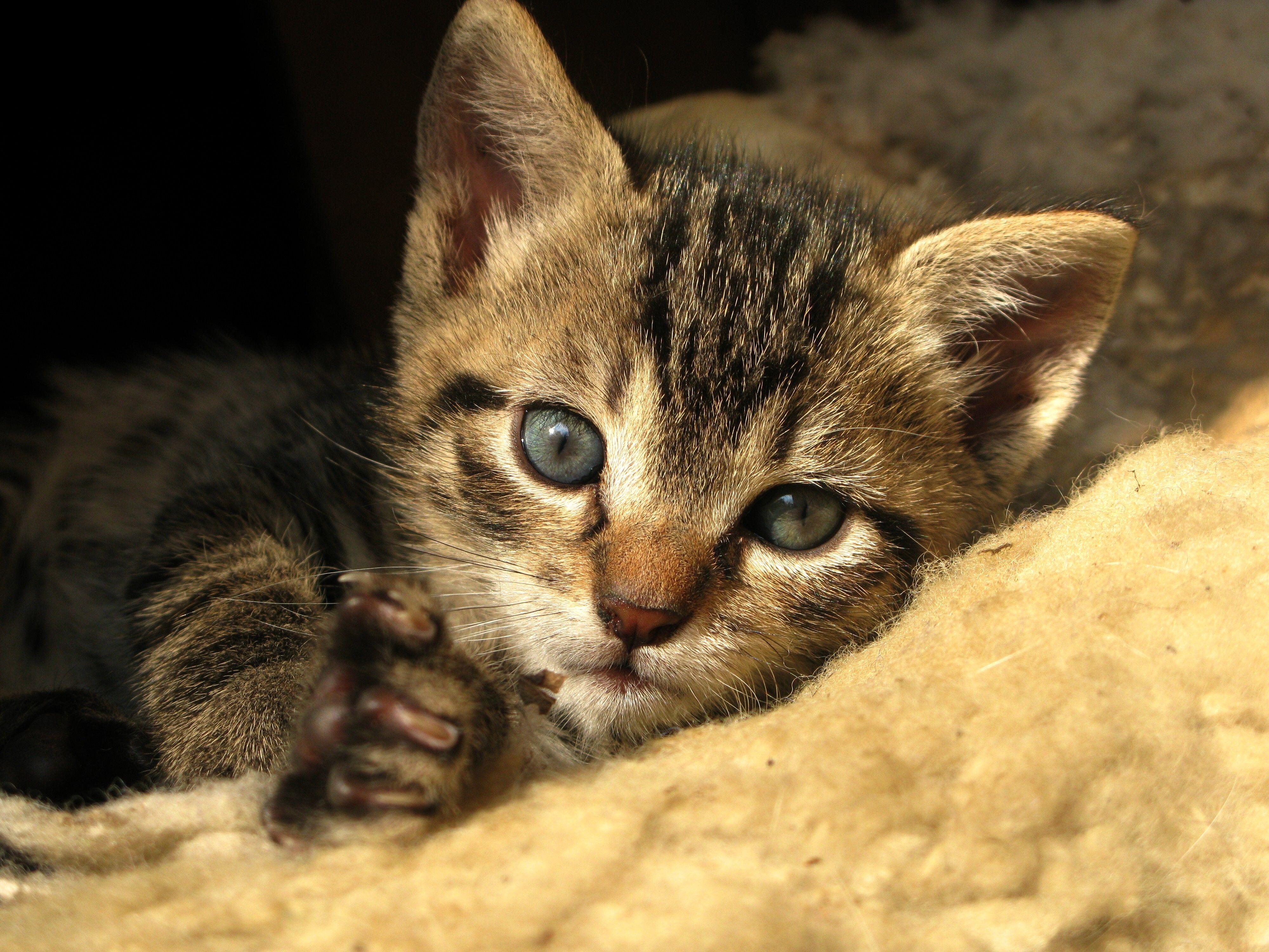 Close-up of a tabby kitten with blue eyes HD Wallpaper