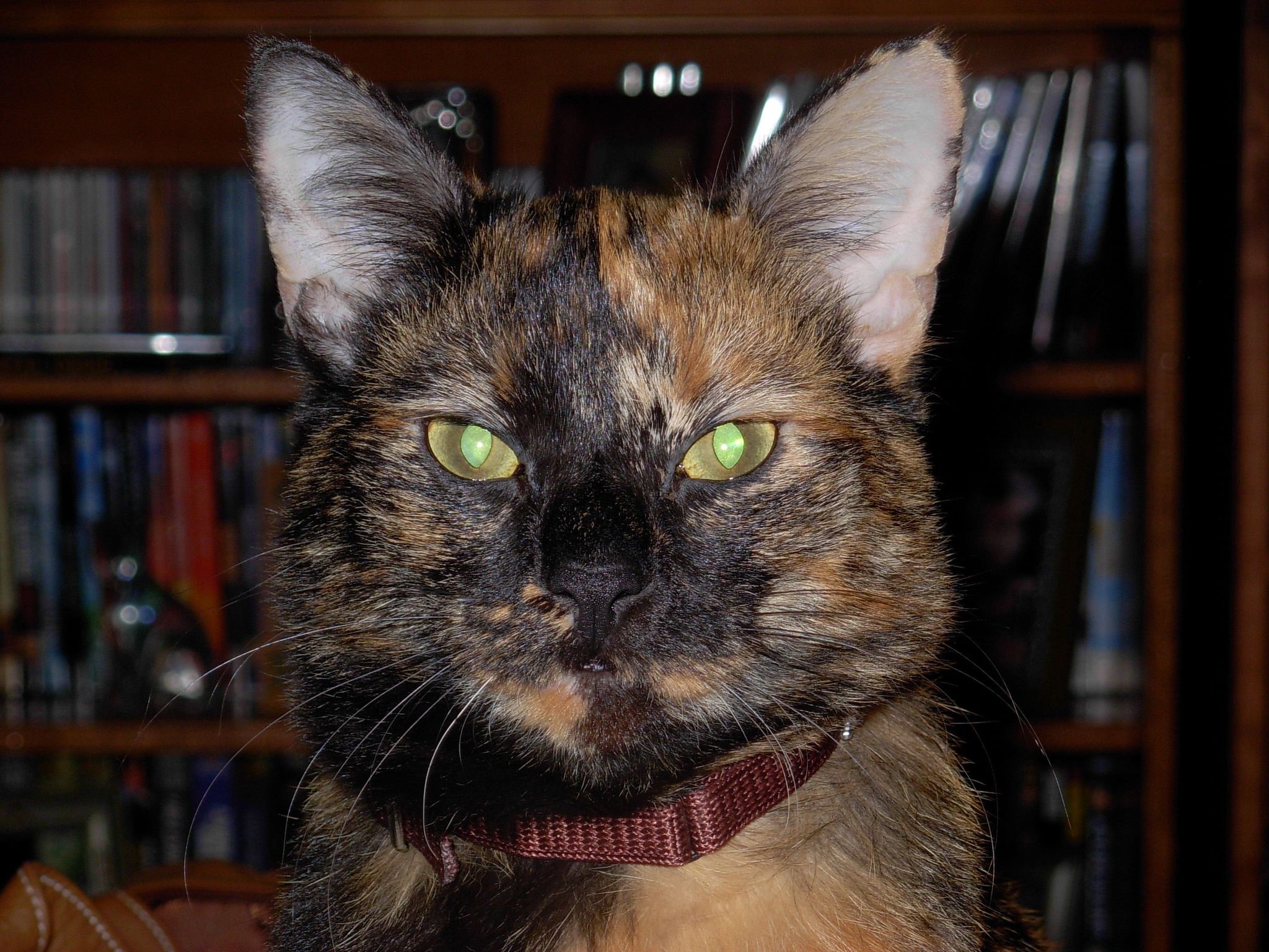 Tortoiseshell cat with green eyes HD Wallpaper
