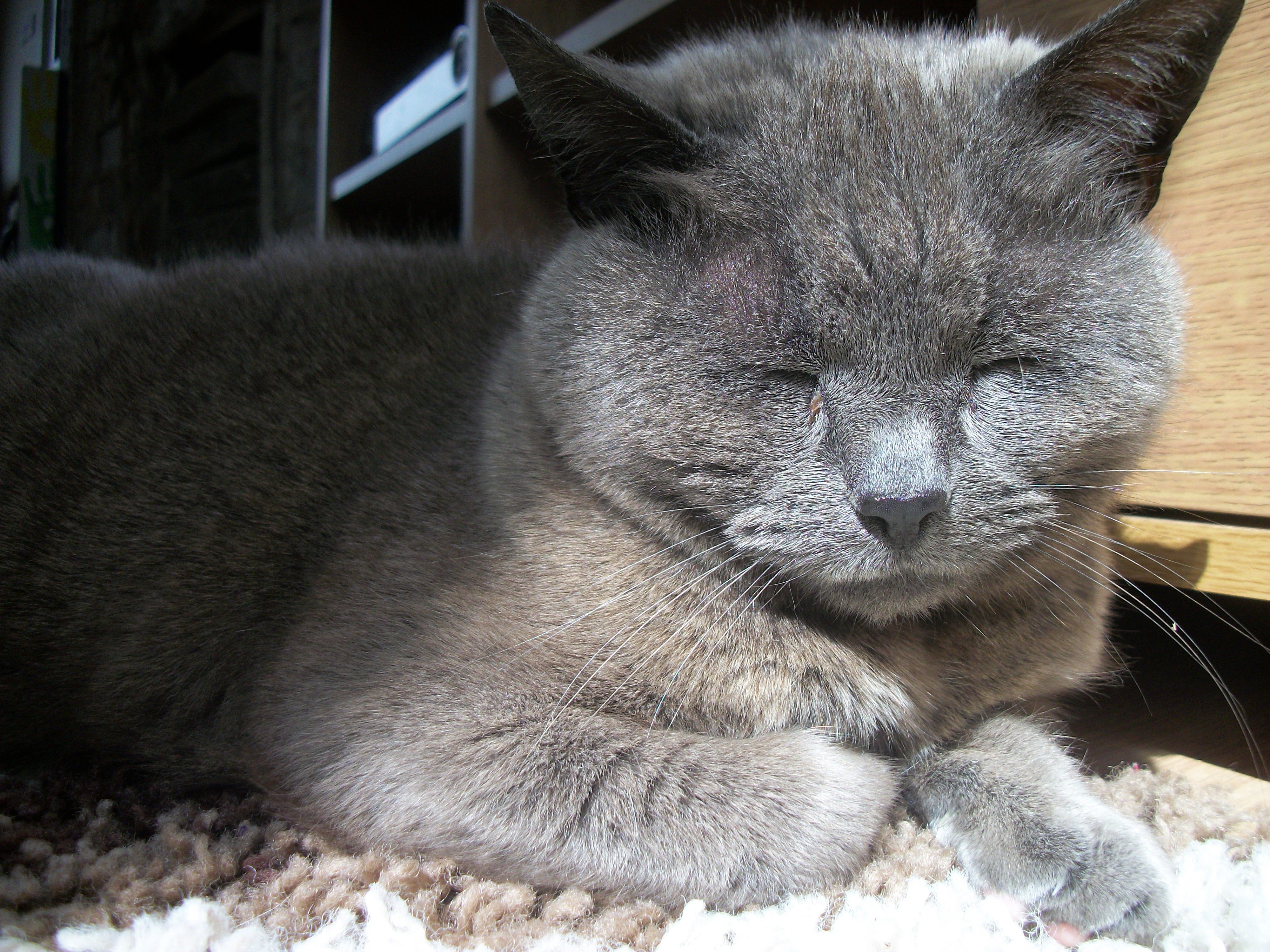 4K Gray Cat Sleeping HD Wallpaper