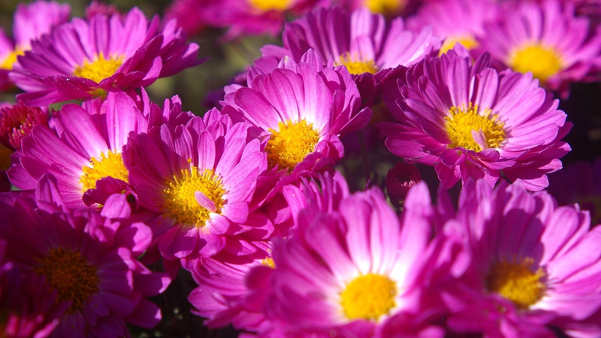 Close-up of pink and yellow asters HD Wallpaper