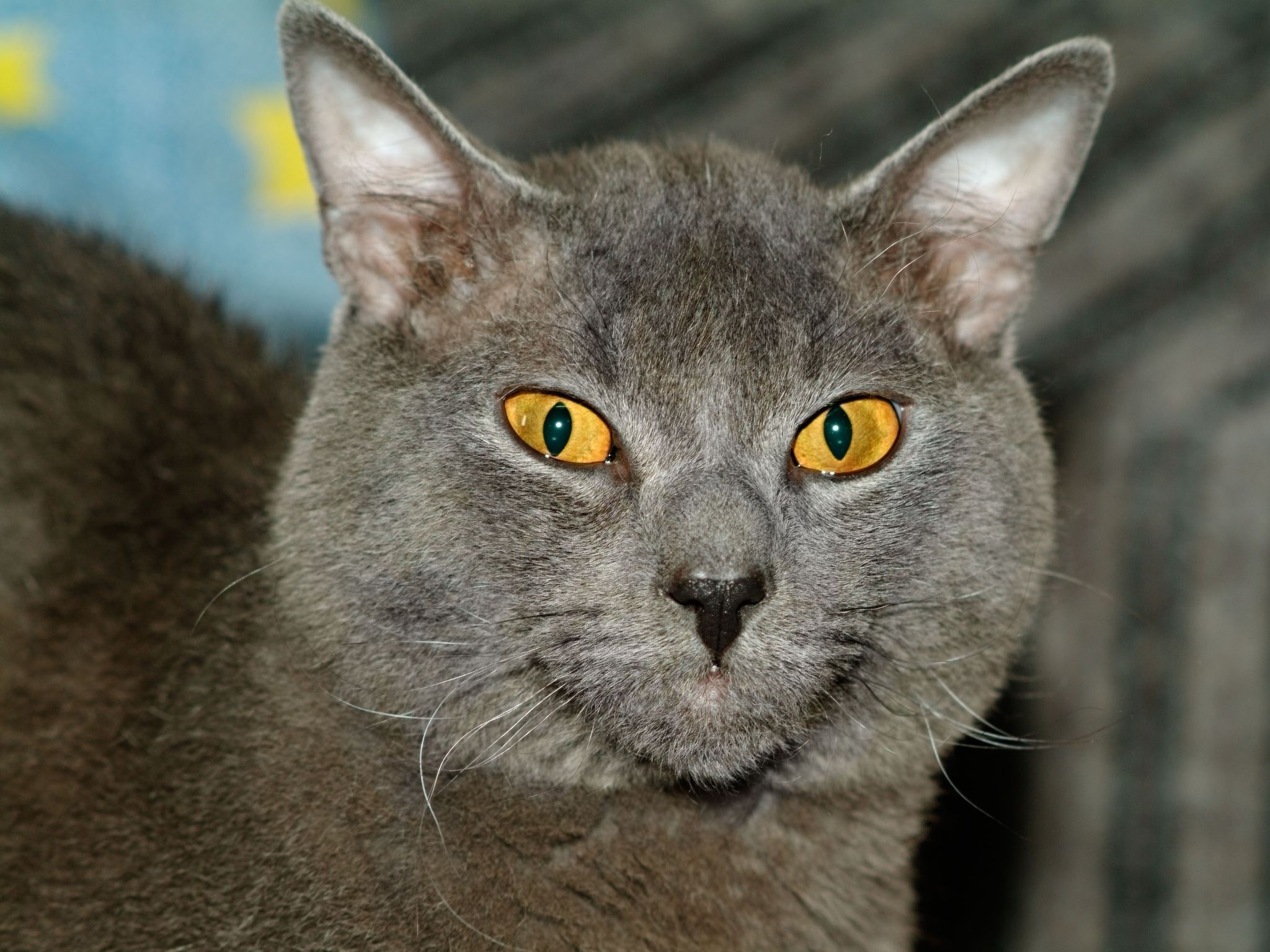 Close-up of a gray cat with yellow eyes HD Wallpaper