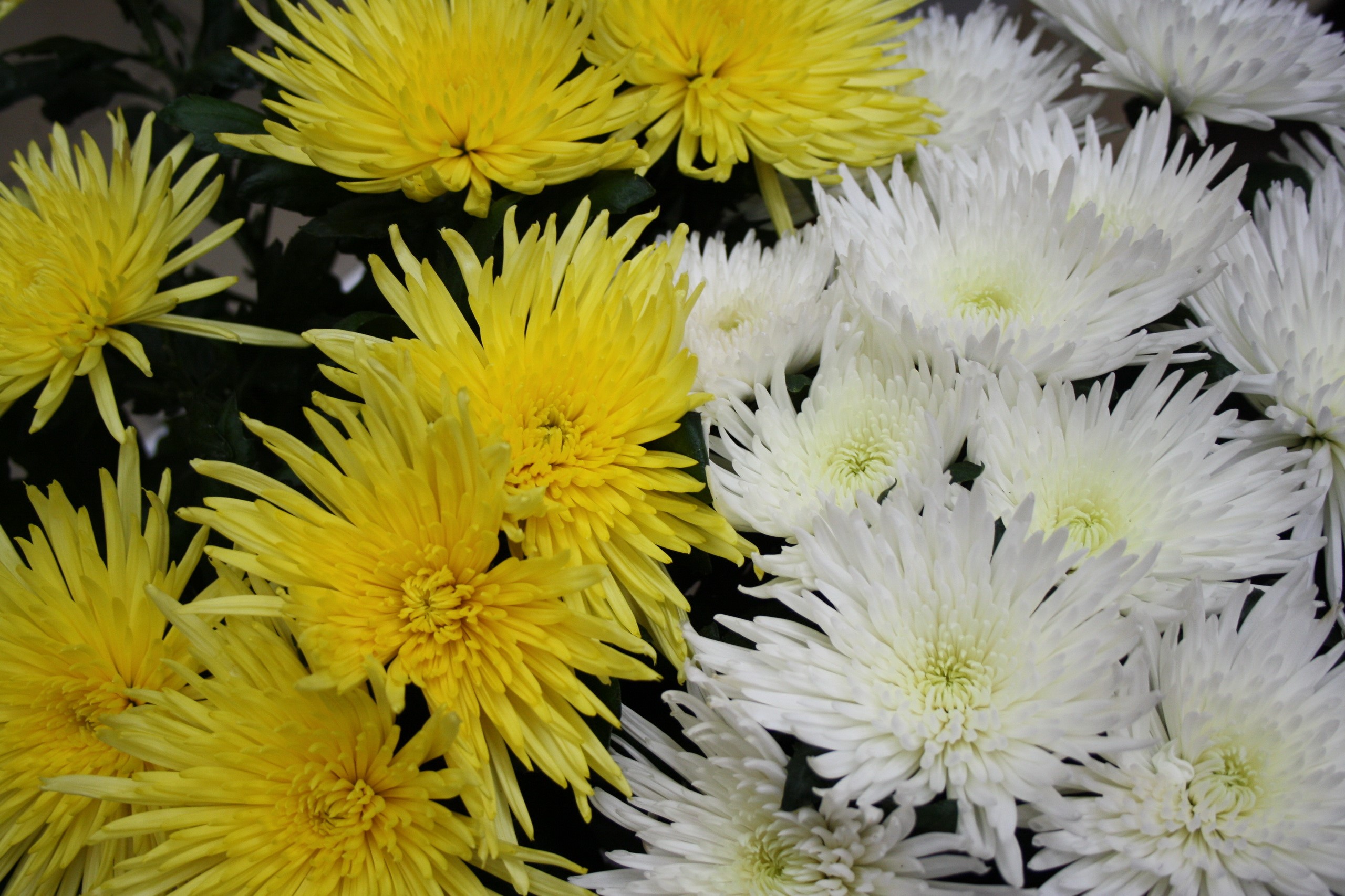 Yellow and white chrysanthemums HD Wallpaper