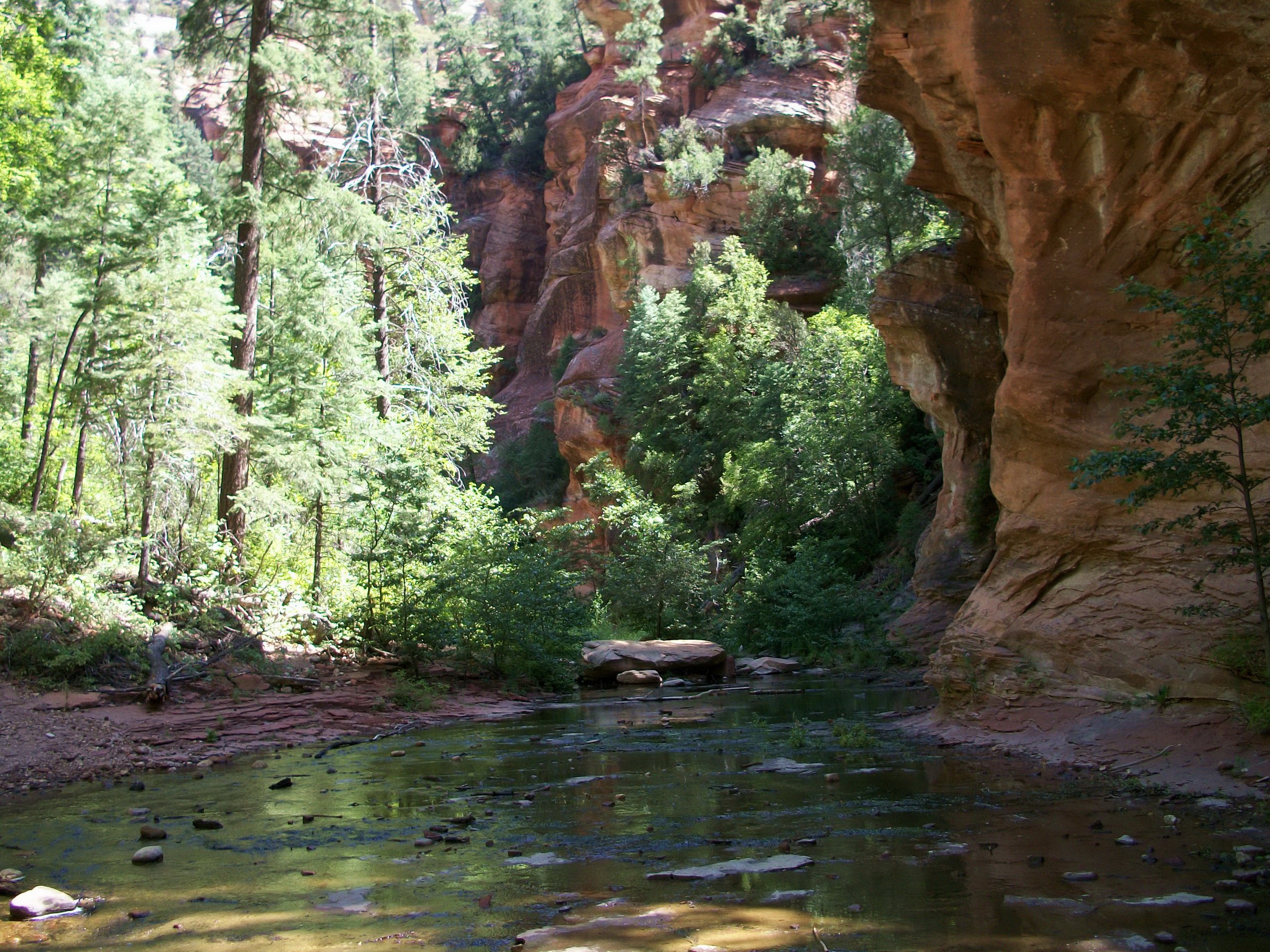 Canyon stream with trees and red rock cliffs HD Wallpaper