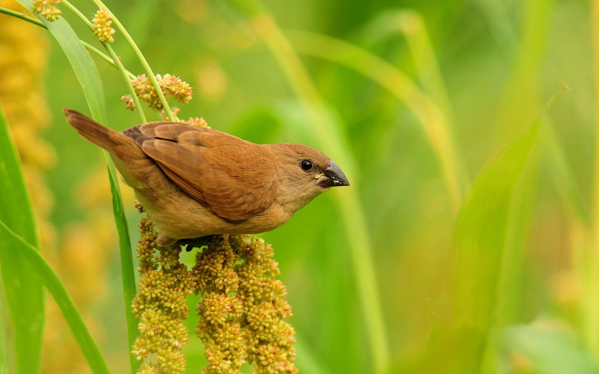 Brown bird eating seeds from a plant HD Wallpaper