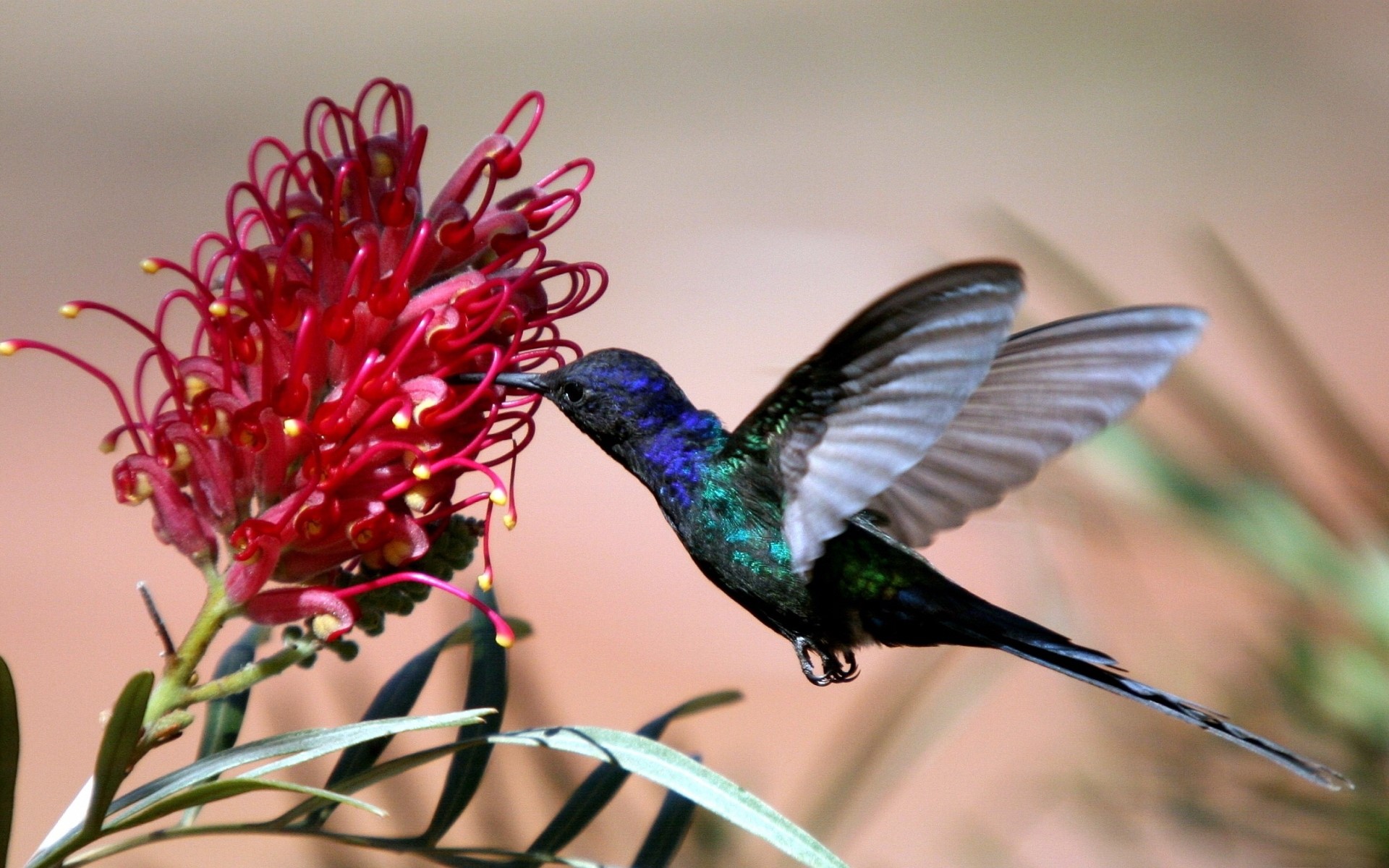 Hummingbird feeding on a red flower HD Wallpaper