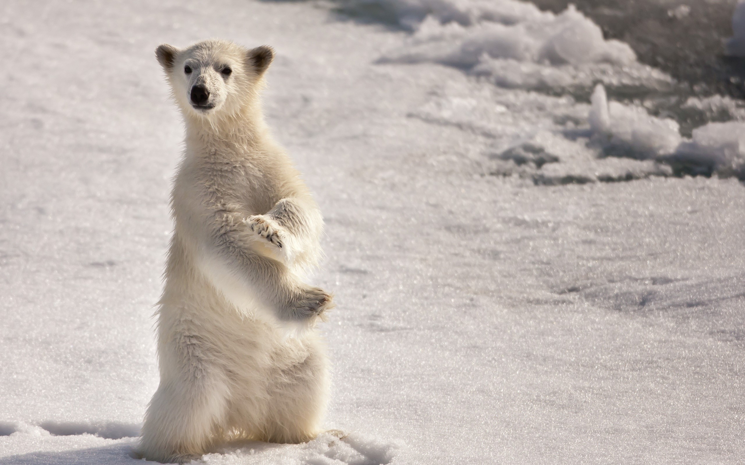 A polar bear cub stands on ice HD Wallpaper
