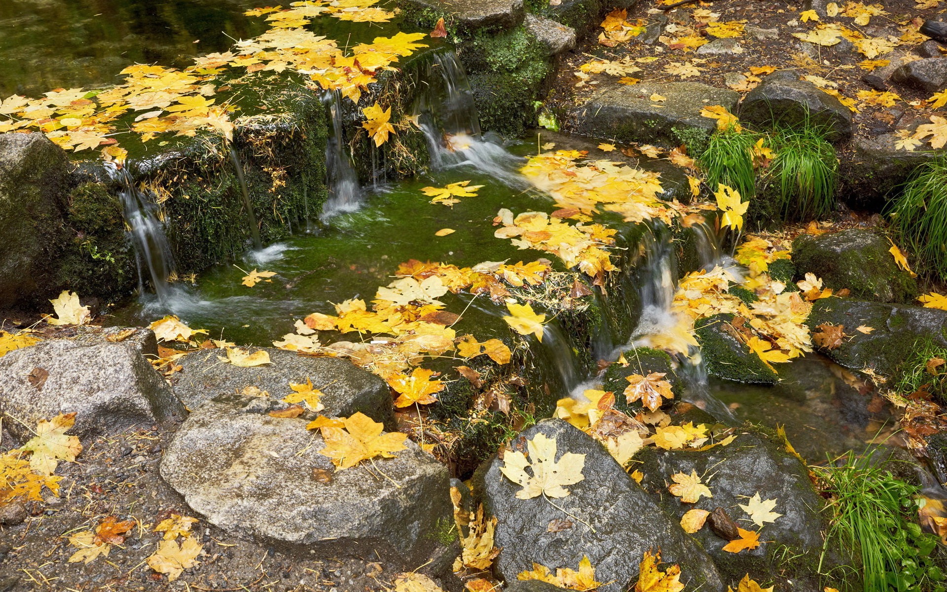 Autumn leaves on a small waterfall in a forest HD Wallpaper