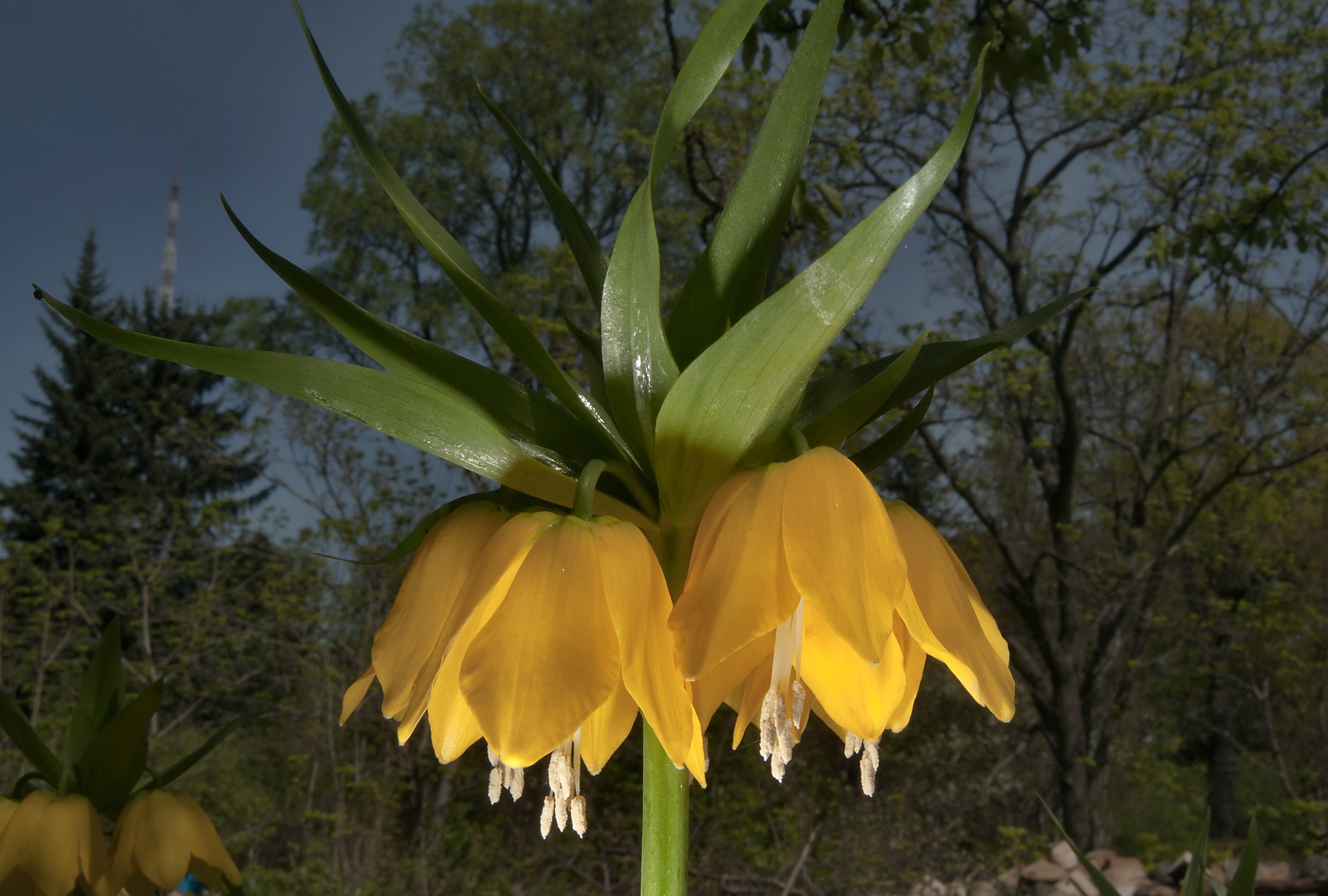 Yellow Fritillaria imperialis flowers HD Wallpaper