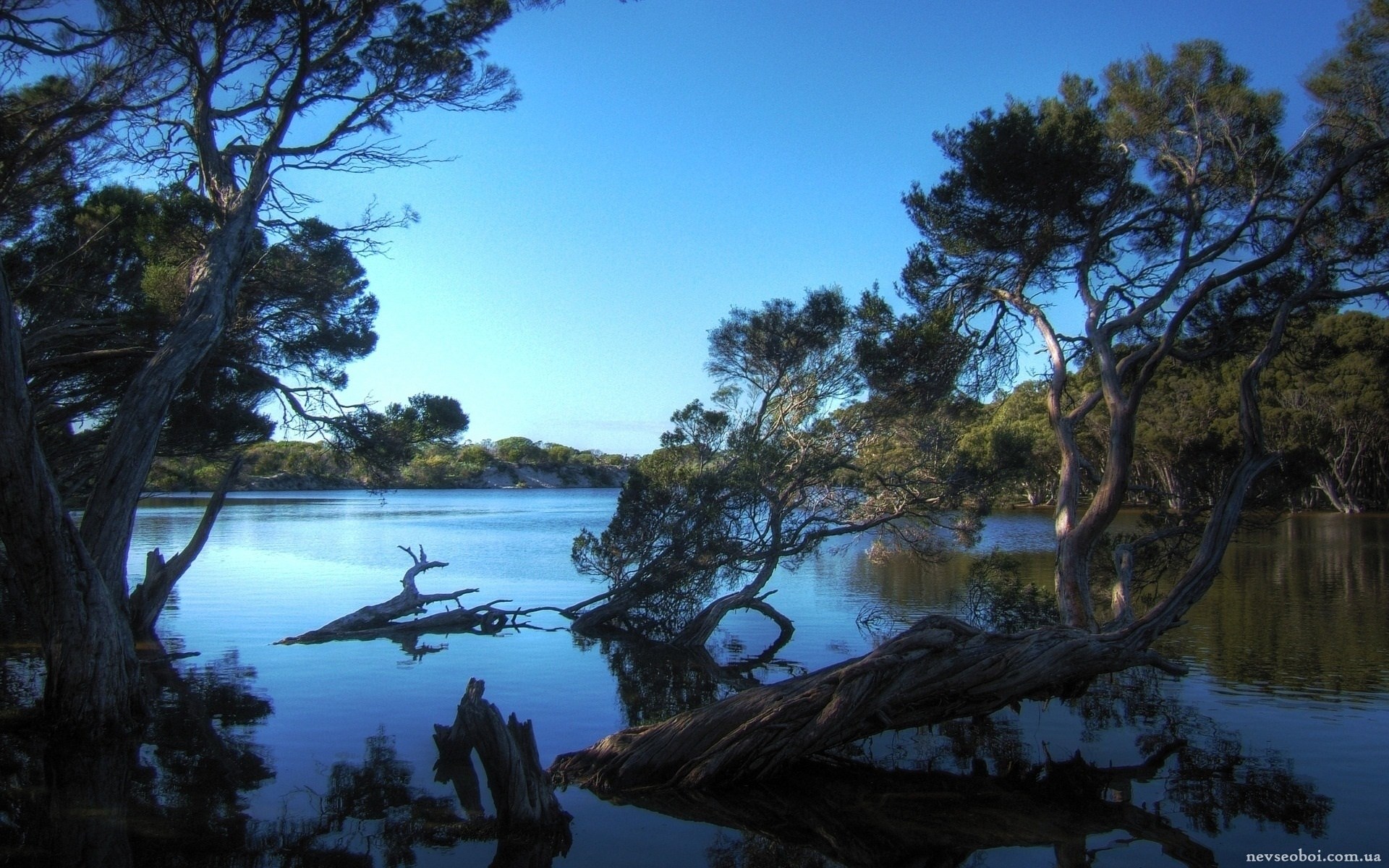 Trees reflected in a calm lake under a blue sky HD Wallpaper