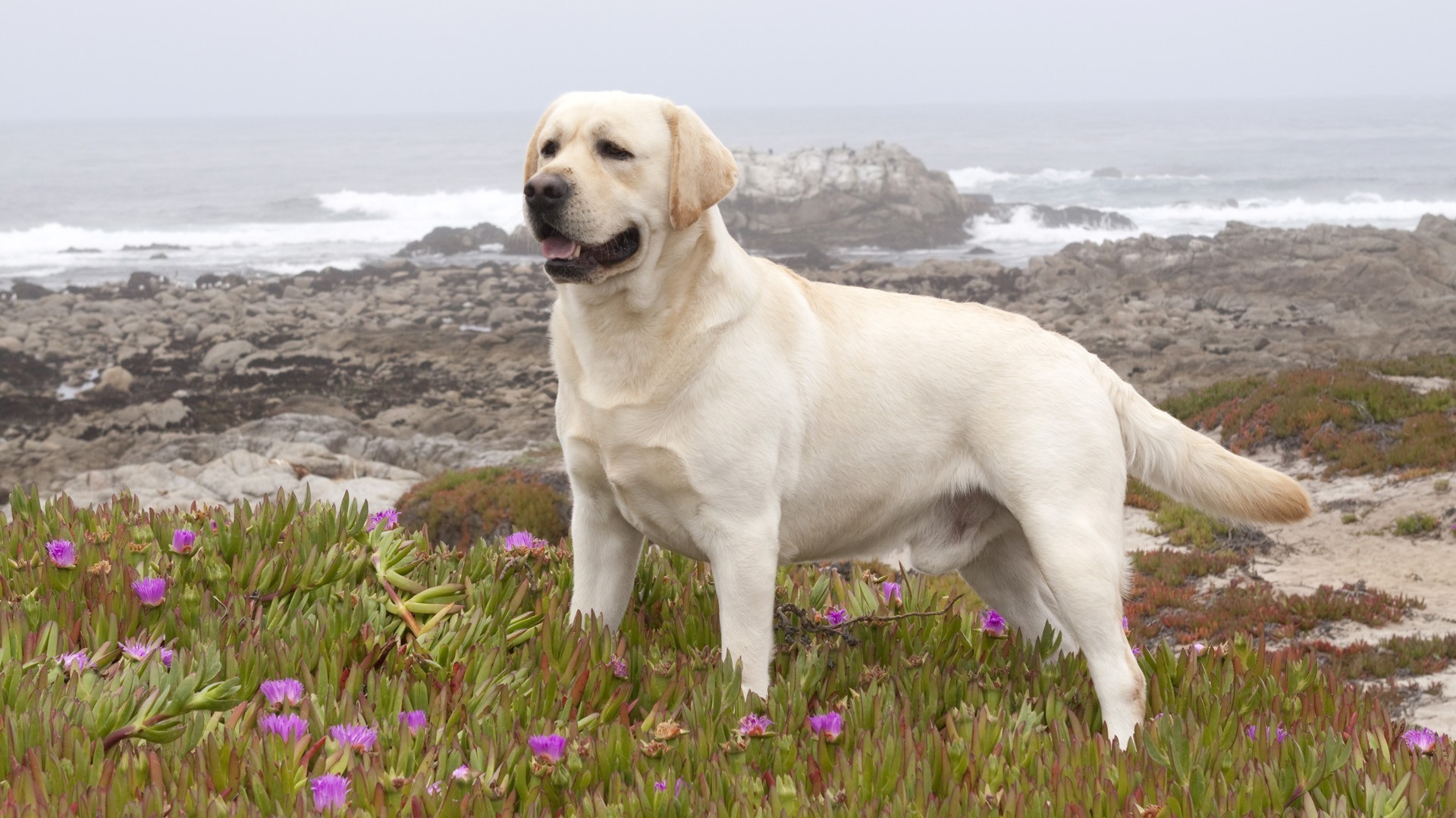 Yellow Labrador Retriever on a rocky coast HD Wallpaper