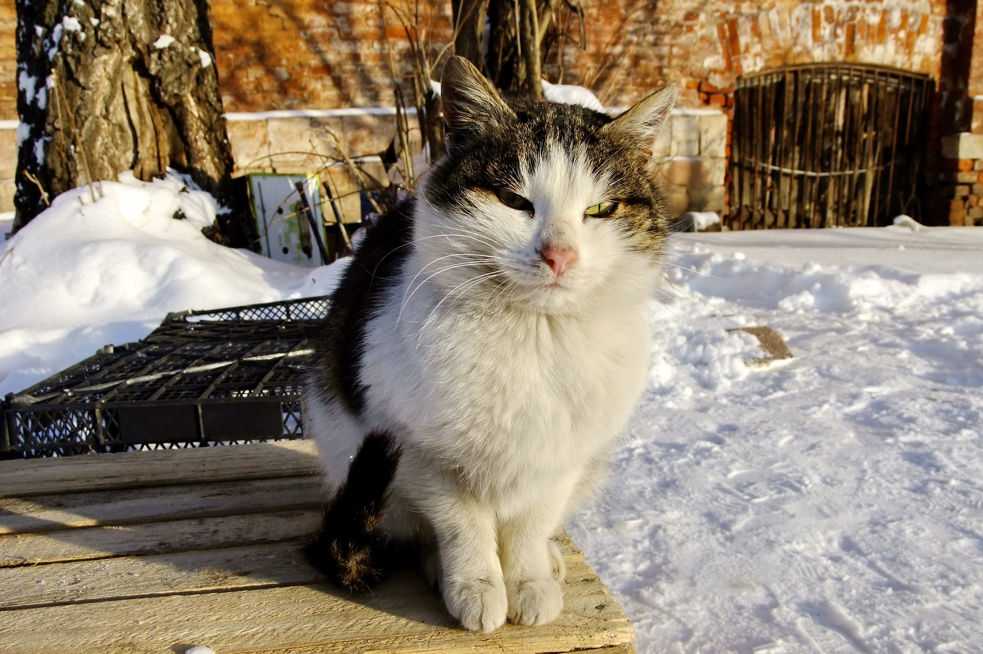 A cat sitting on a wooden surface in the snow HD Wallpaper