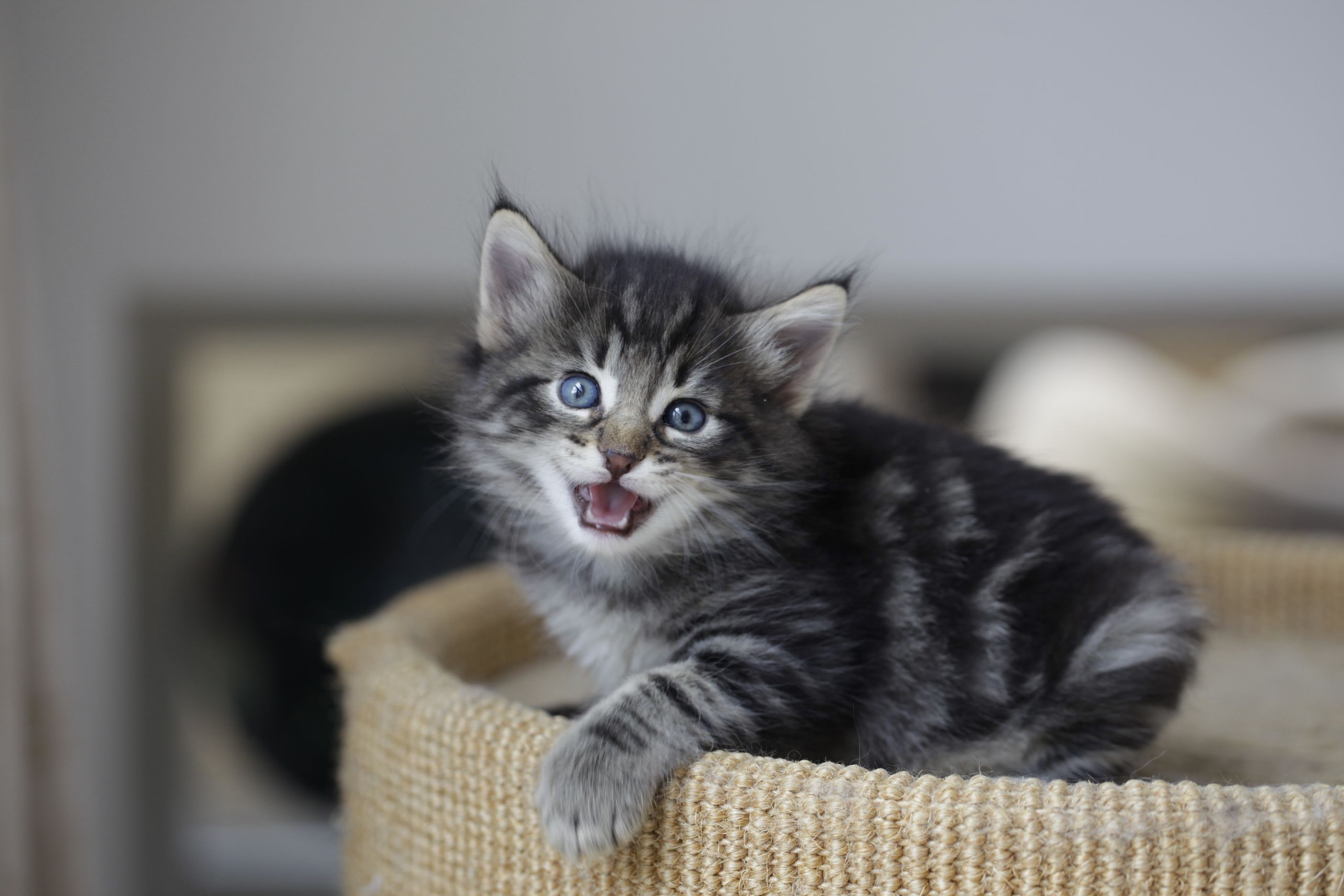 Tabby kitten with blue eyes sitting in a scratching post HD Wallpaper
