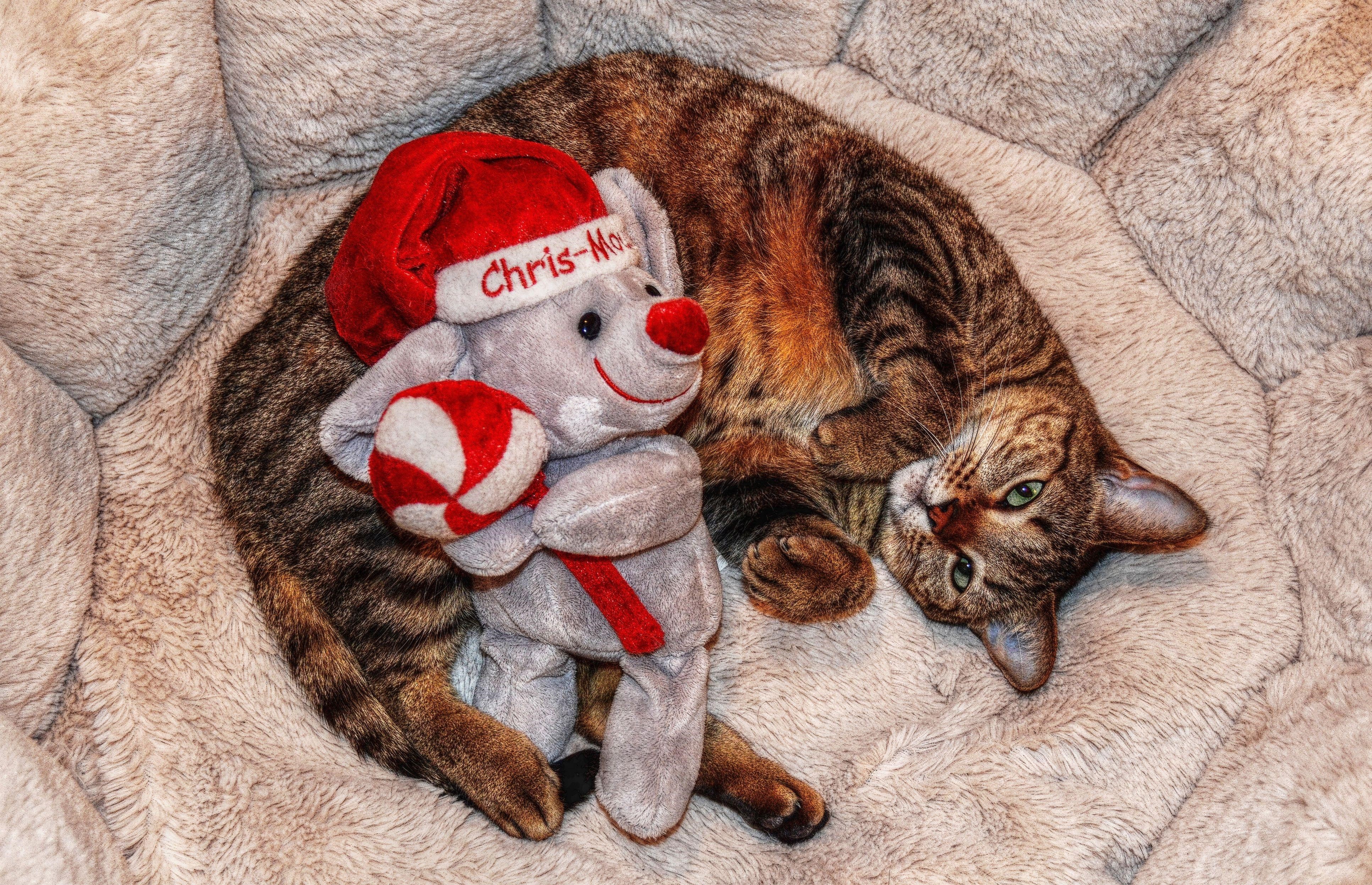 Cat with Christmas Toy HD Wallpaper