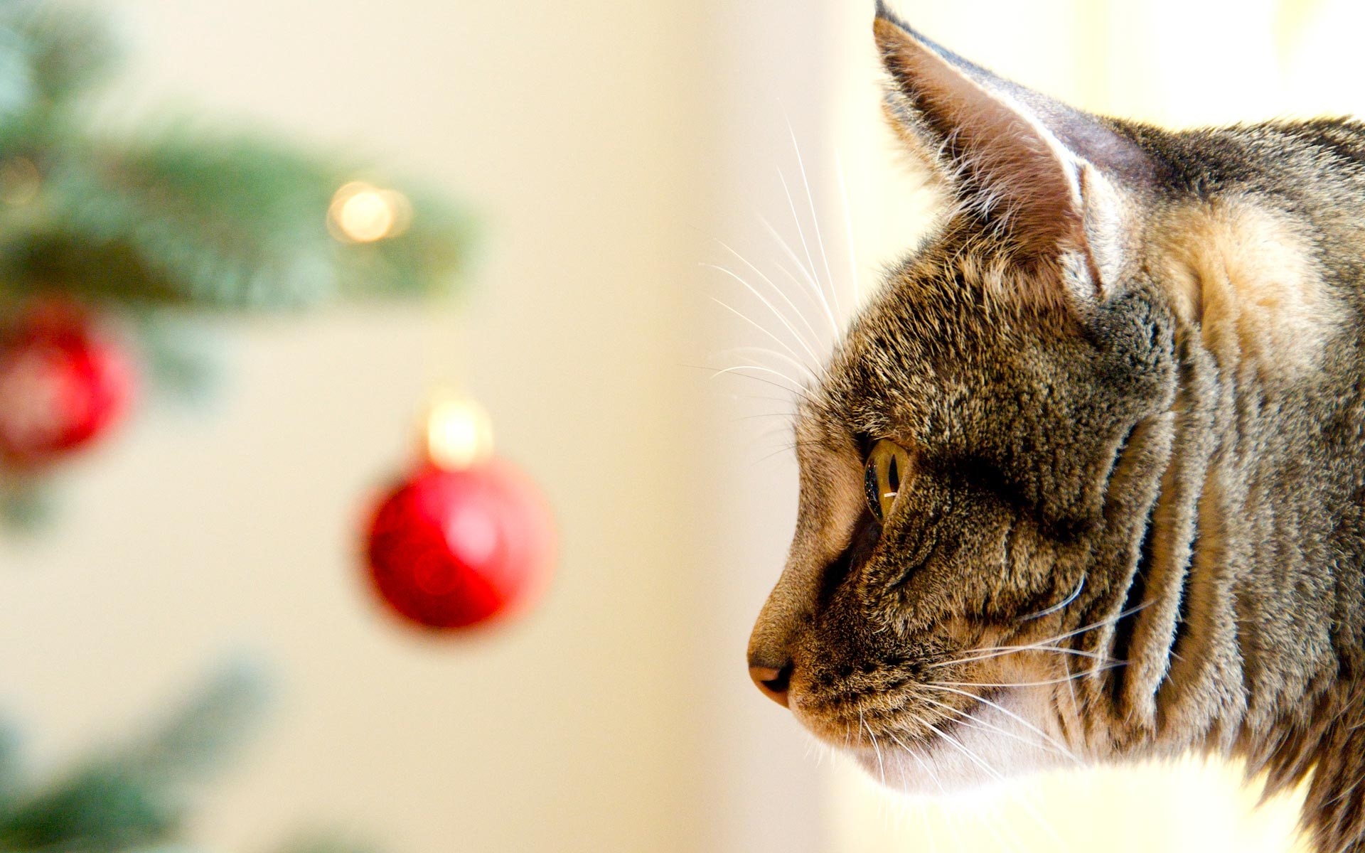 Tabby cat looking at a Christmas tree HD Wallpaper