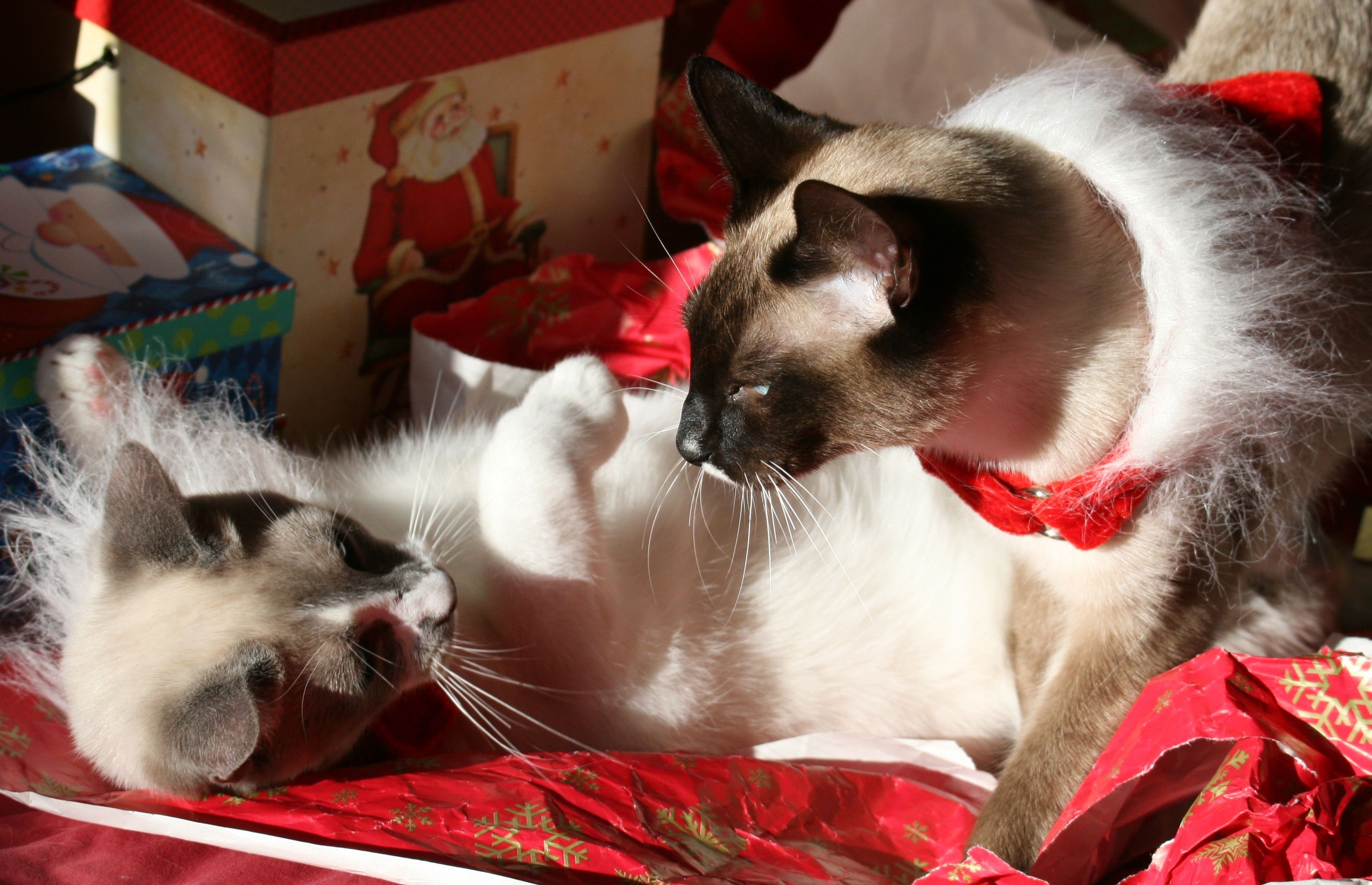 Two Siamese cats with Christmas decorations HD Wallpaper