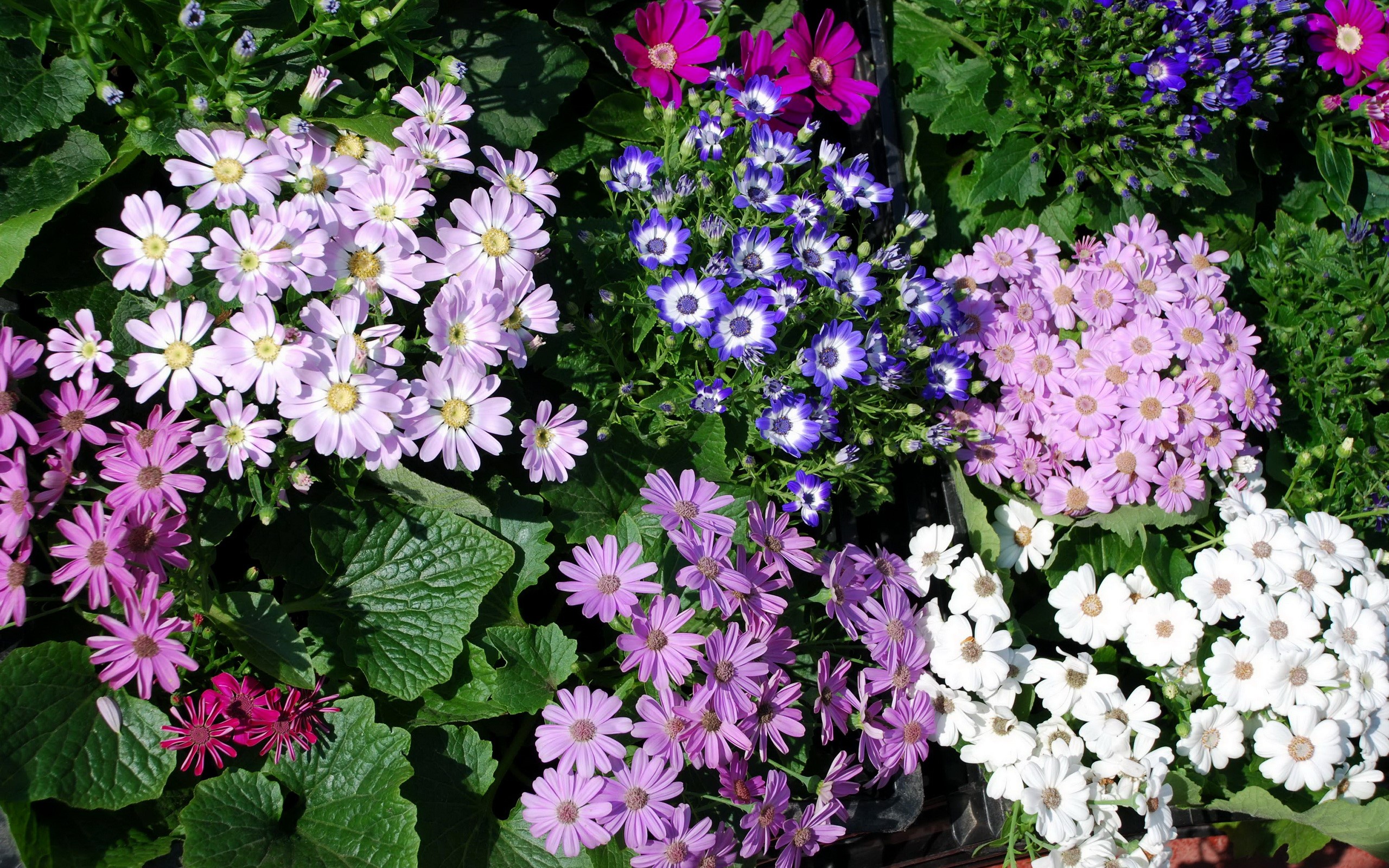 Assortment of colorful Cineraria flowers HD Wallpaper