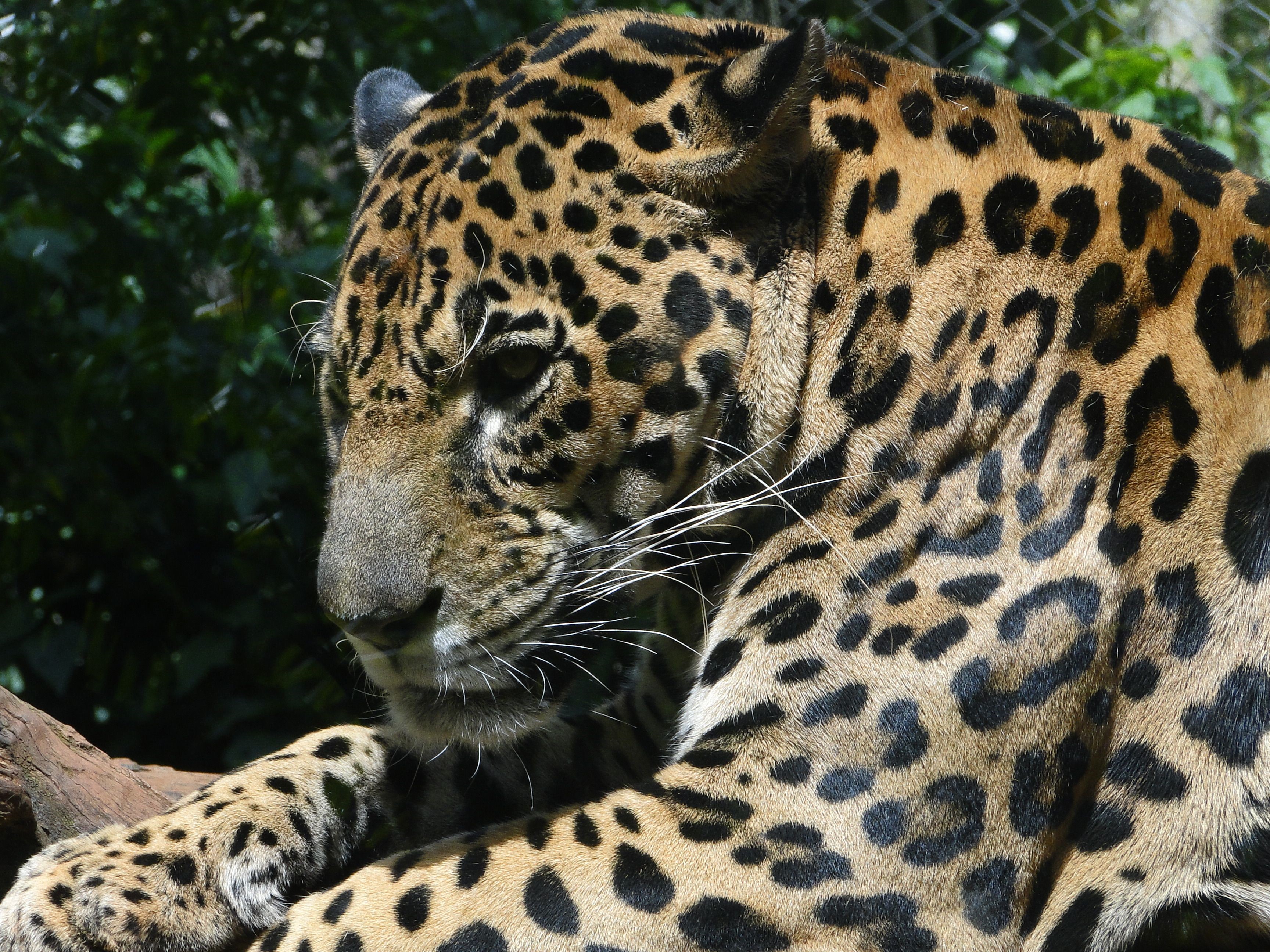 Jaguar resting on a log HD Wallpaper