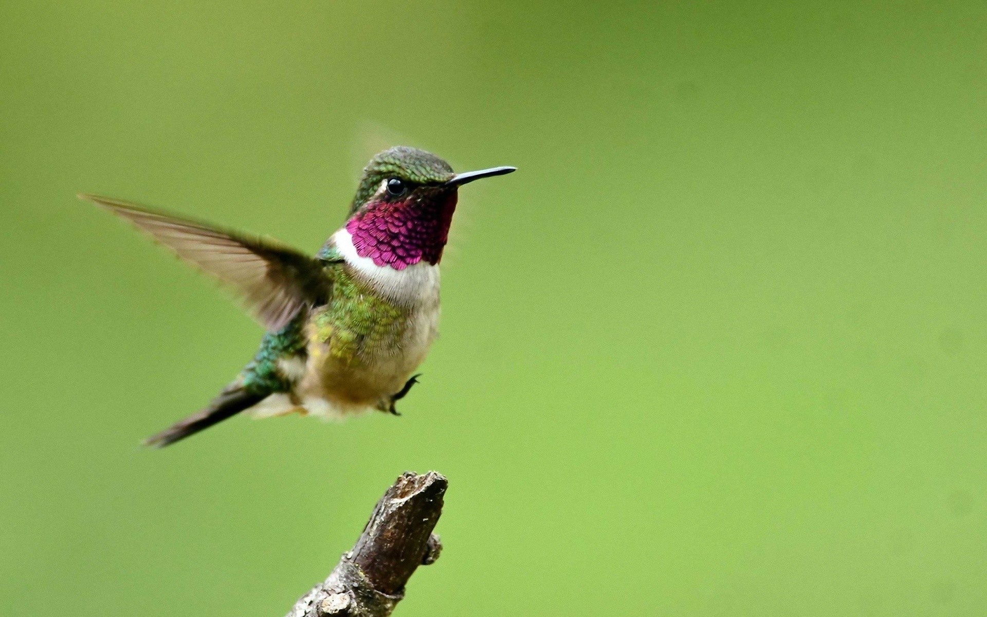 Hummingbird hovering near a branch HD Wallpaper