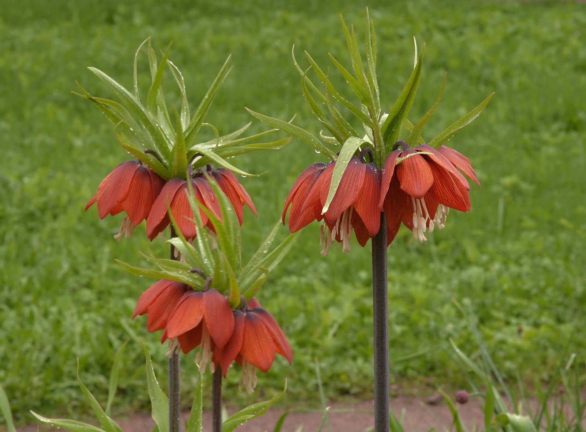 Three Imperial Fritillary flowers in a garden HD Wallpaper