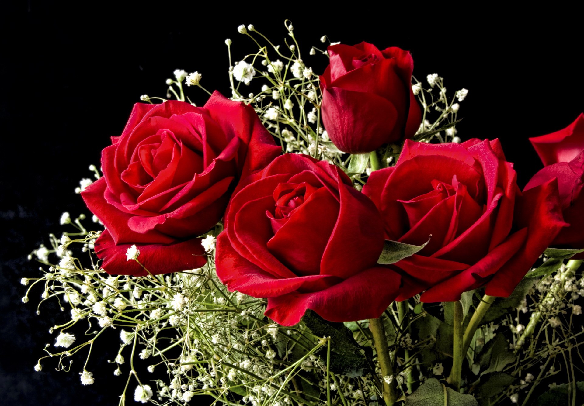 Bouquet of red roses with baby's breath HD Wallpaper
