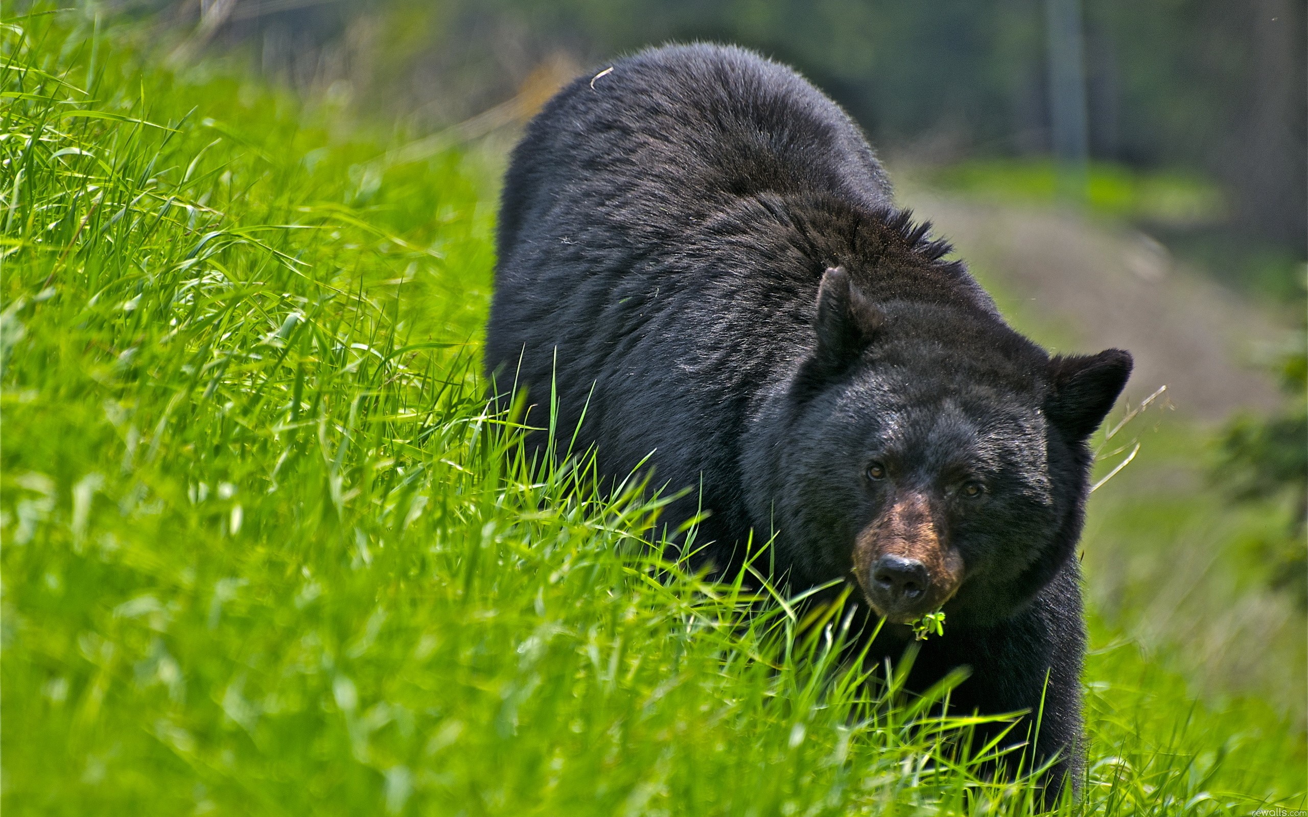 Black bear eating grass on a hill HD Wallpaper
