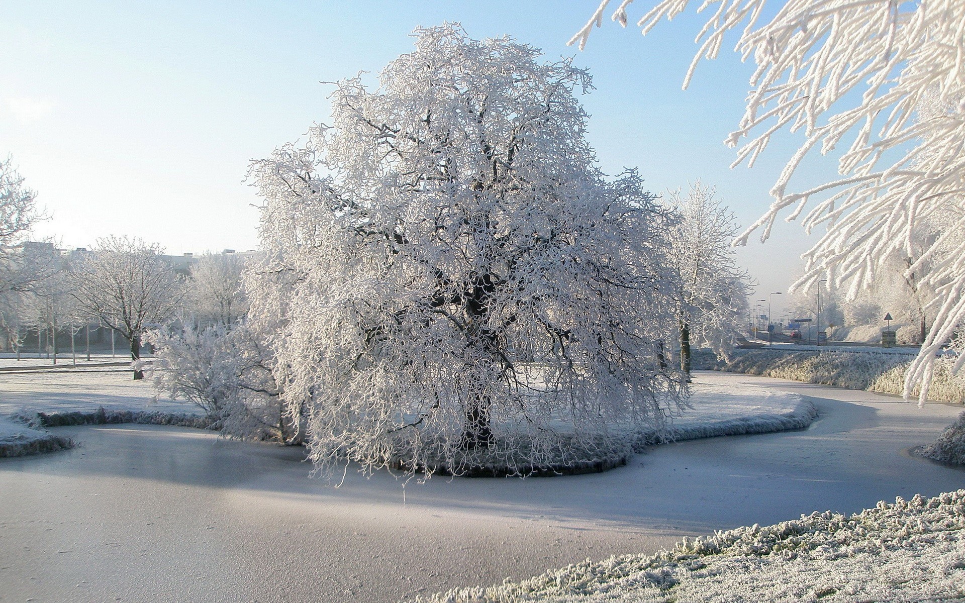 Frozen tree by a frozen pond in winter HD Wallpaper