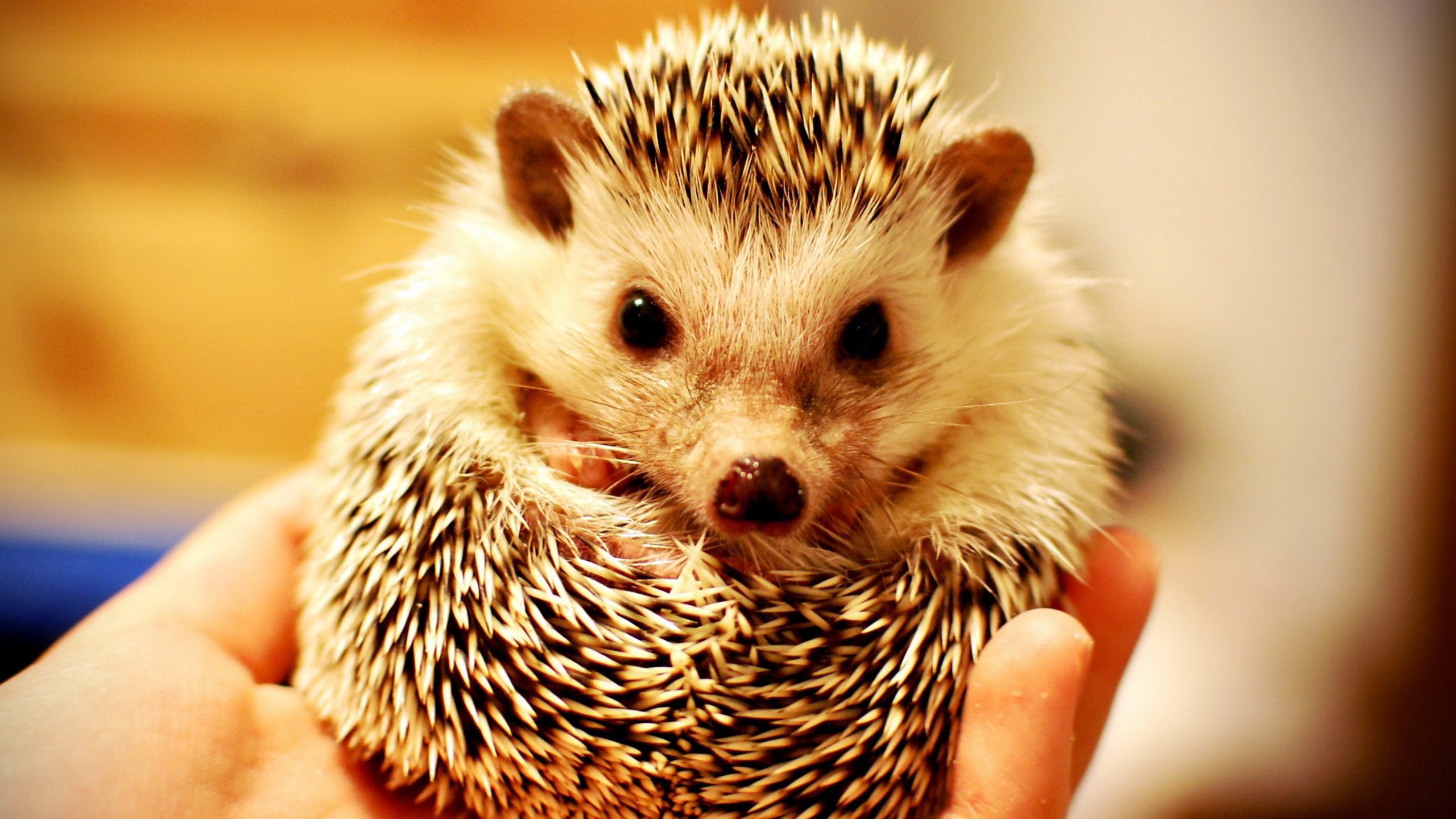 Hedgehog held in a hand HD Wallpaper