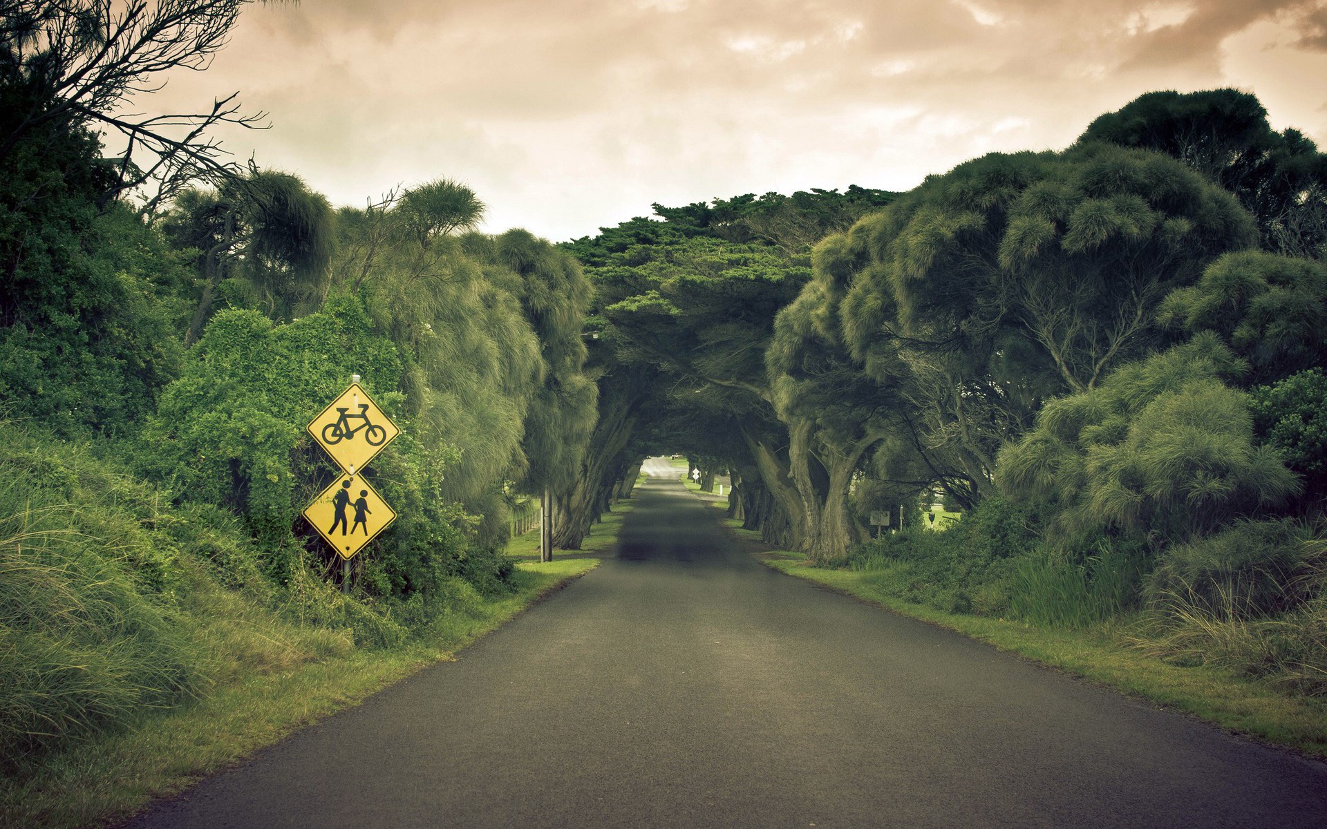 Road tunnel of trees with traffic signs HD Wallpaper