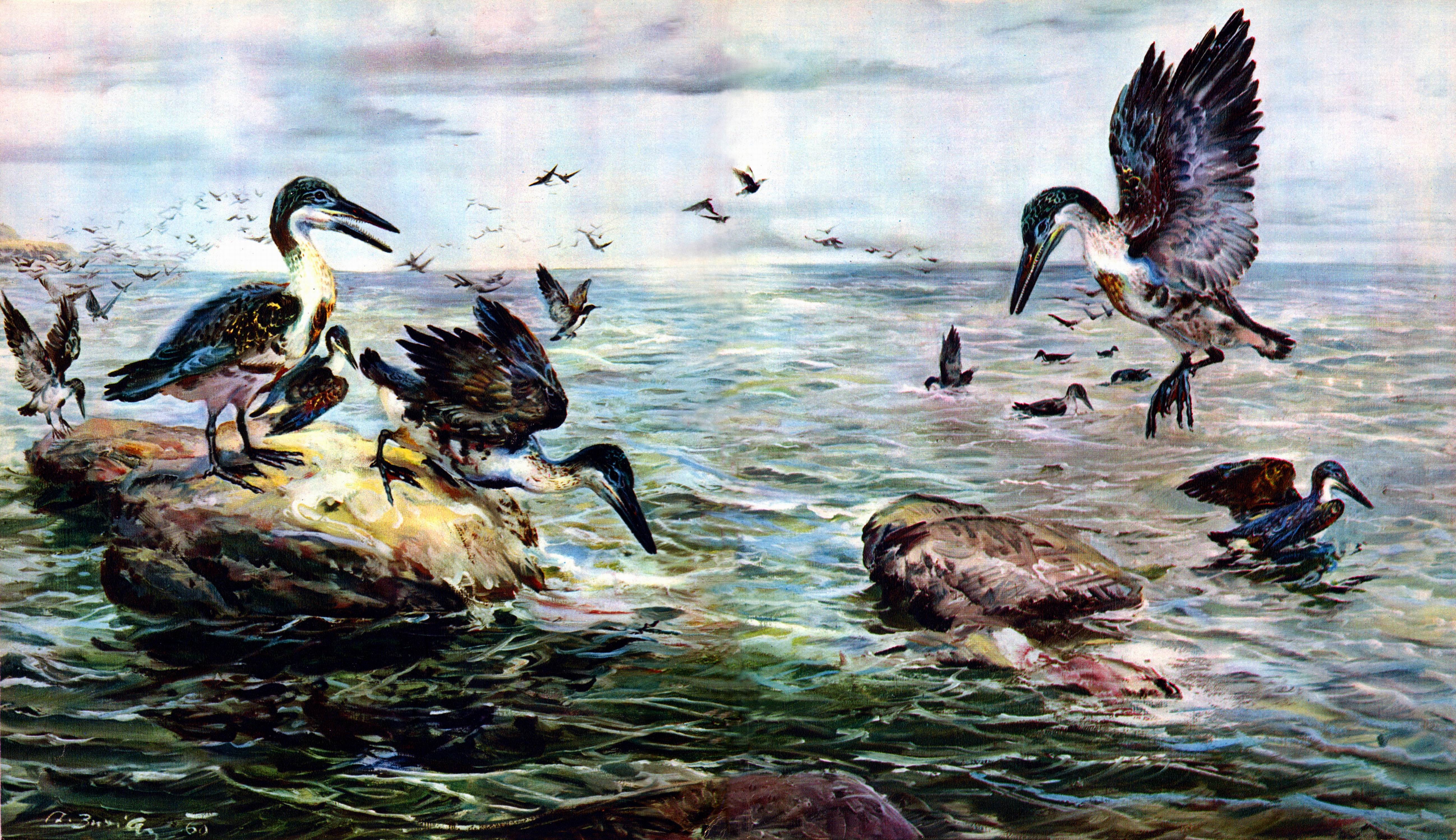 Ichthyornis birds on a rocky shore and in the water HD Wallpaper