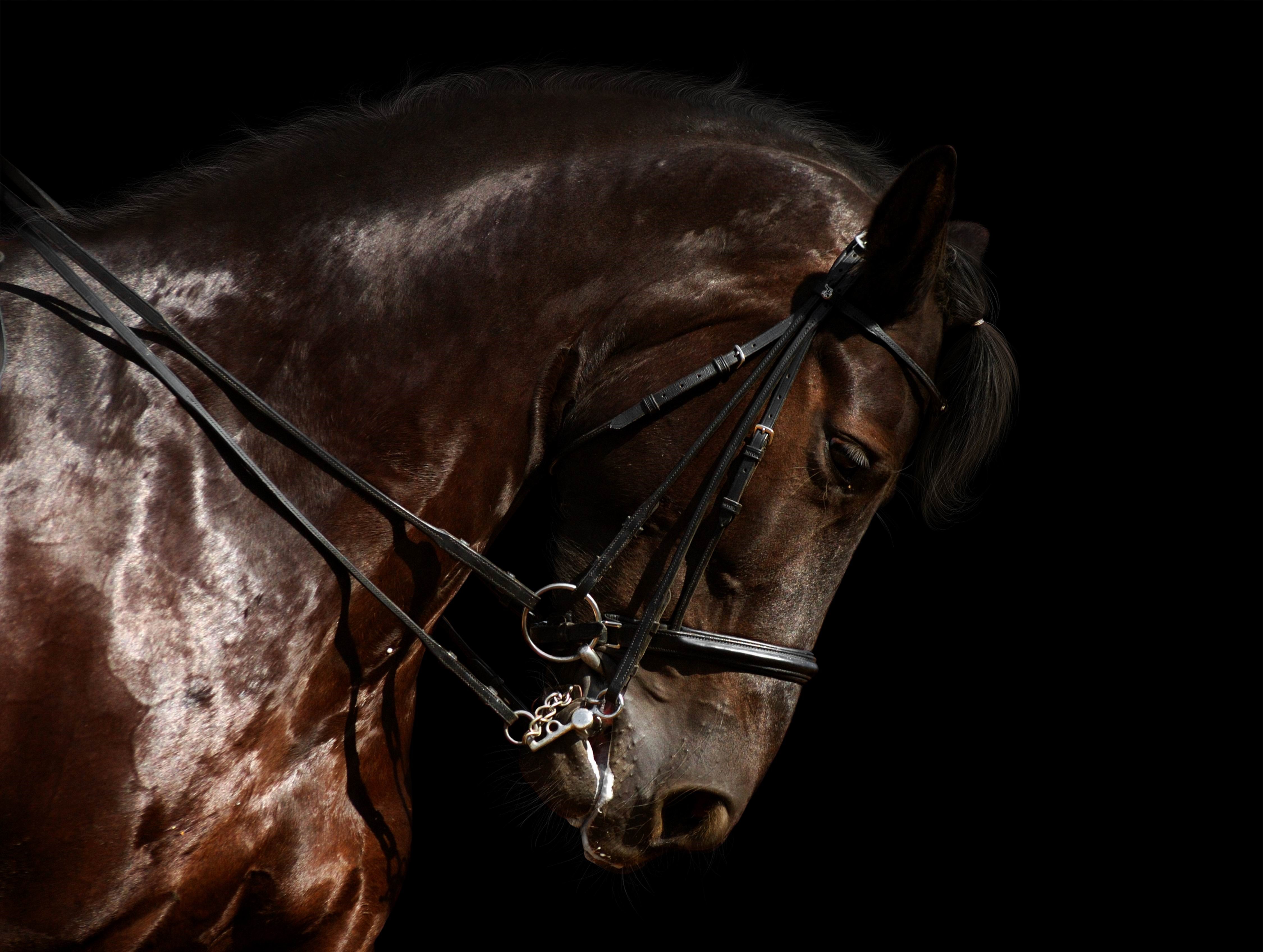 4K Horse with Bridle HD Wallpaper