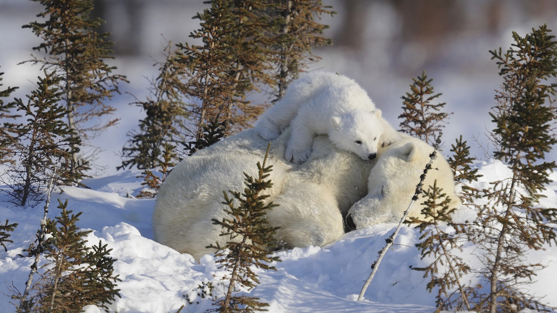 Polar bear mother and cub in snowy forest HD Wallpaper
