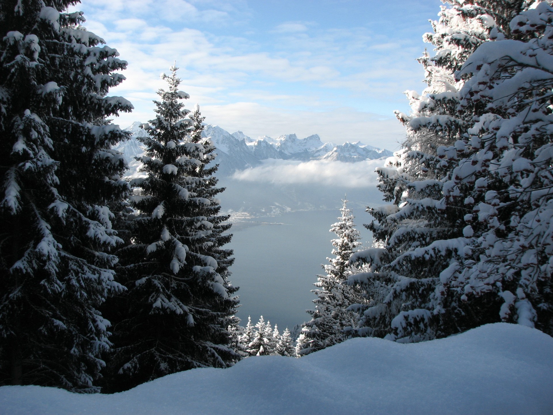 Snowy Pine Trees Overlooking a Lake and Mountains HD Wallpaper
