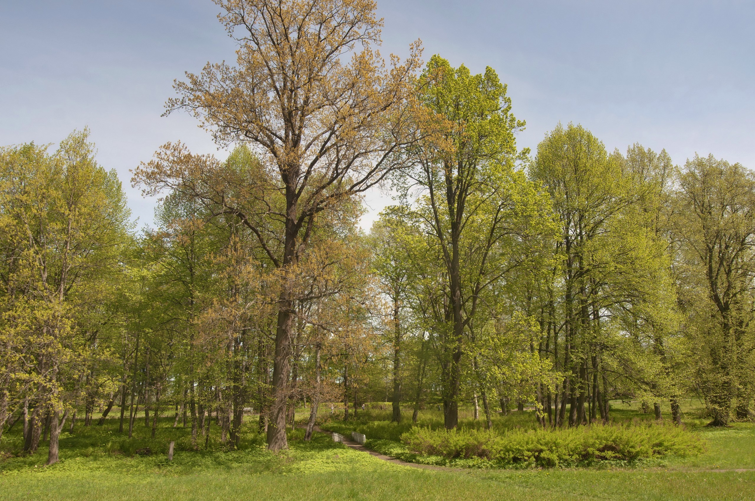 Park with trees and a small bridge HD Wallpaper