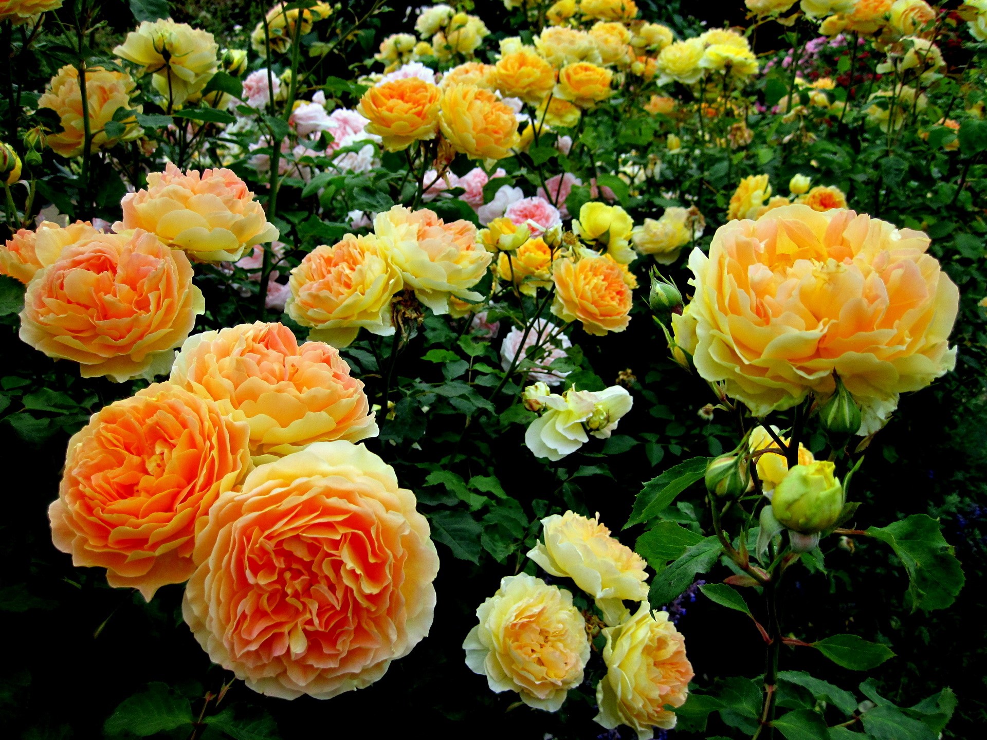A bush of blooming yellow and orange roses HD Wallpaper