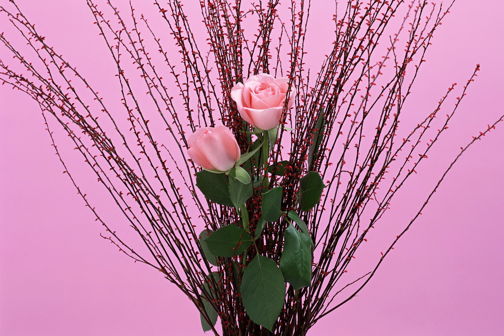 Two pink roses with branches on pink background HD Wallpaper