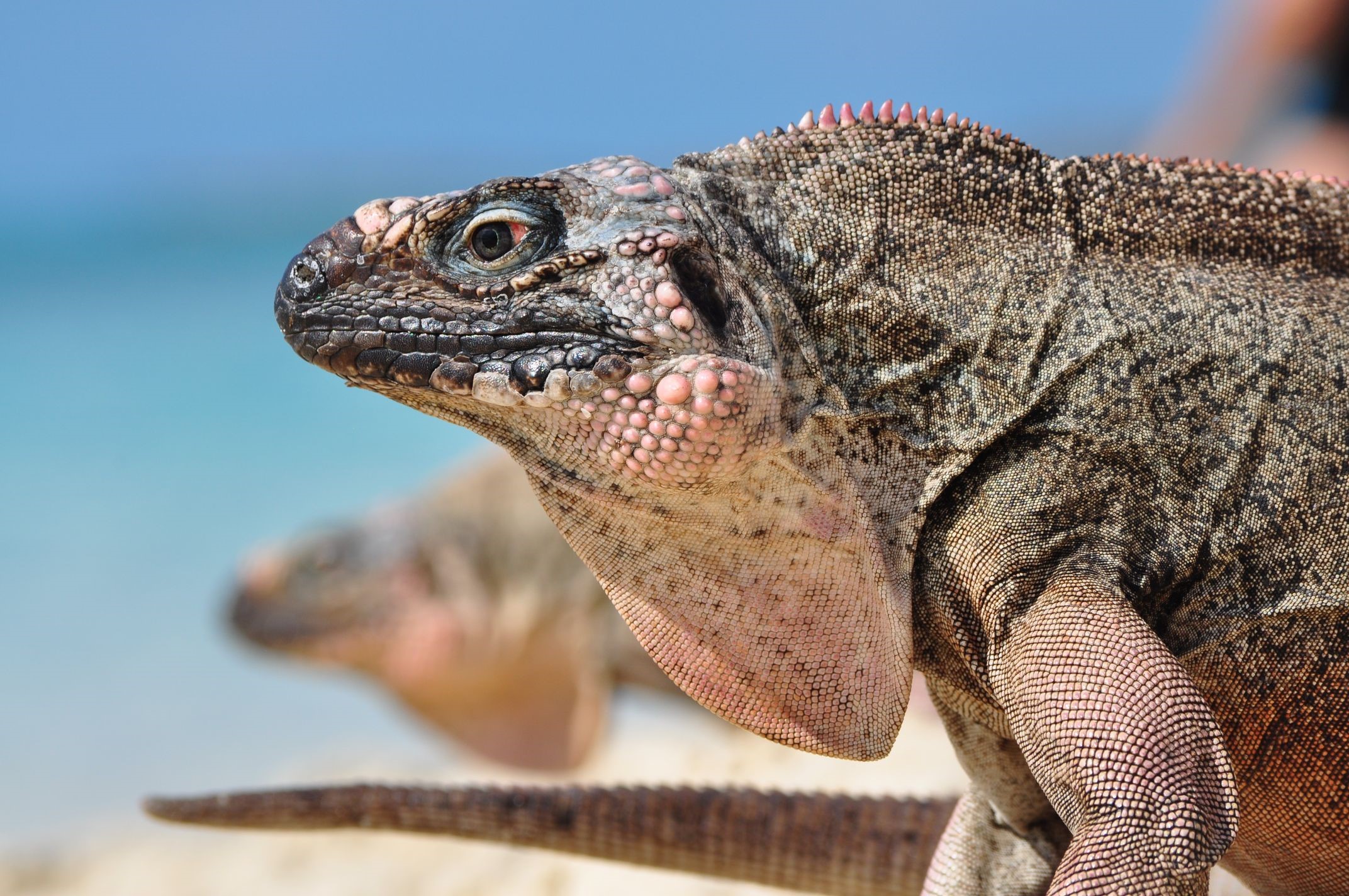 Two iguanas on a sandy beach with blue water HD Wallpaper