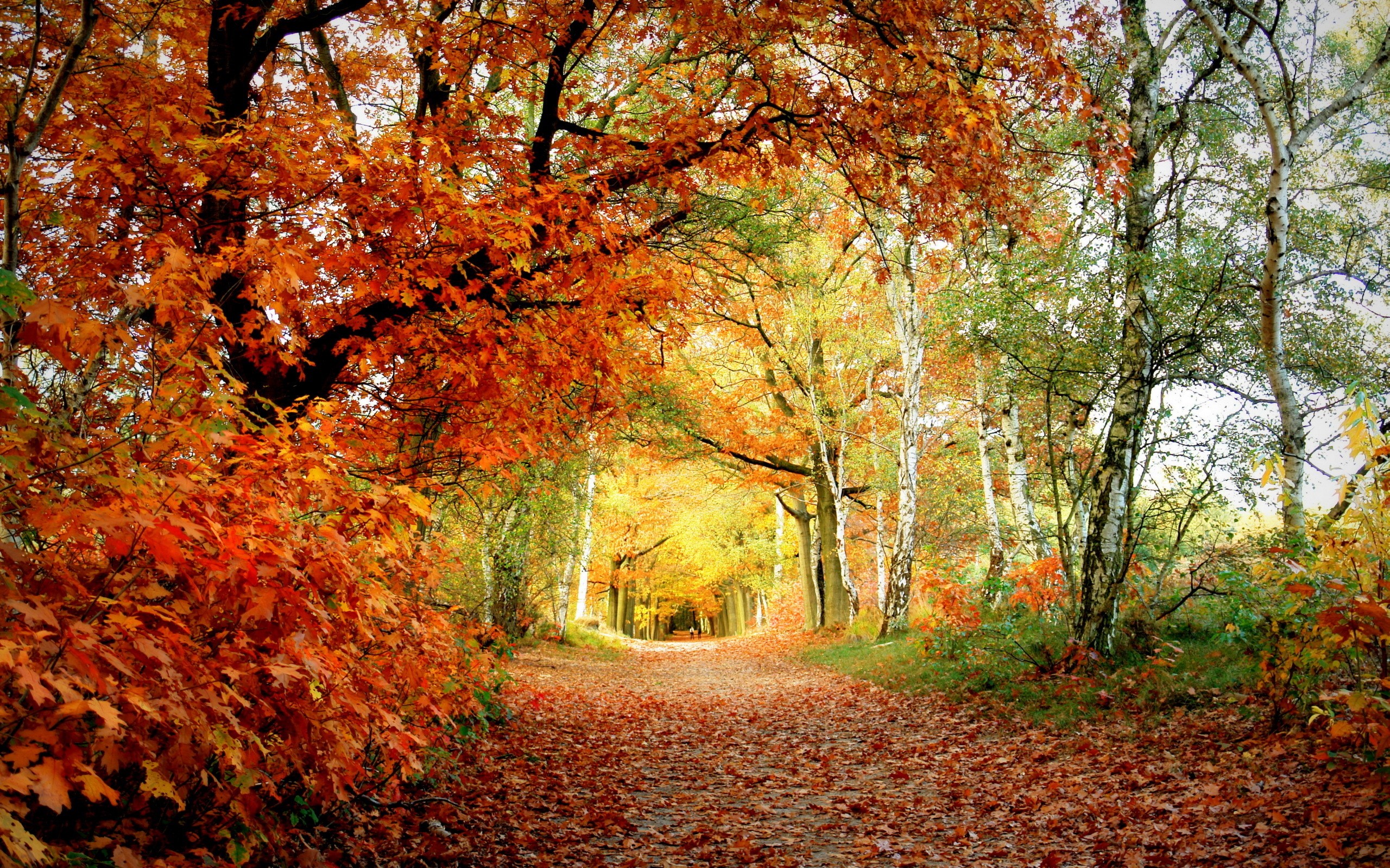 Autumn forest path with colorful leaves HD Wallpaper