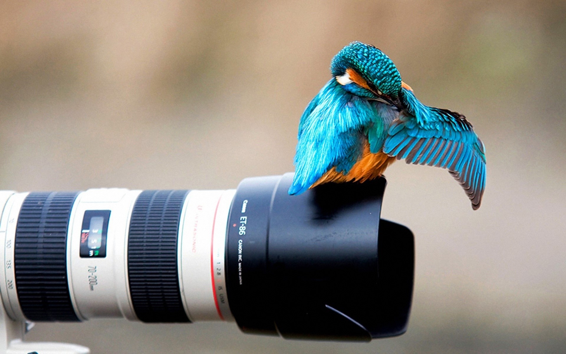 Common Kingfisher perched on a Canon camera lens HD Wallpaper