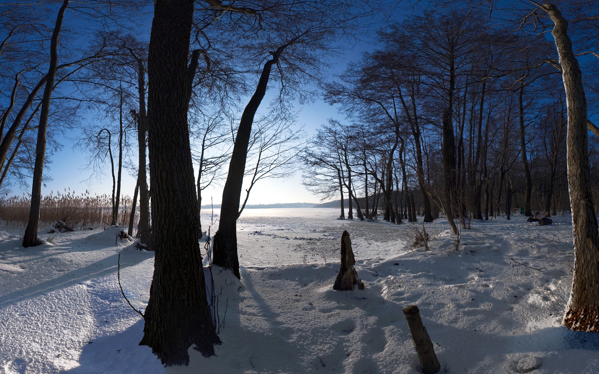 Winter forest scene with frozen lake and bare trees HD Wallpaper
