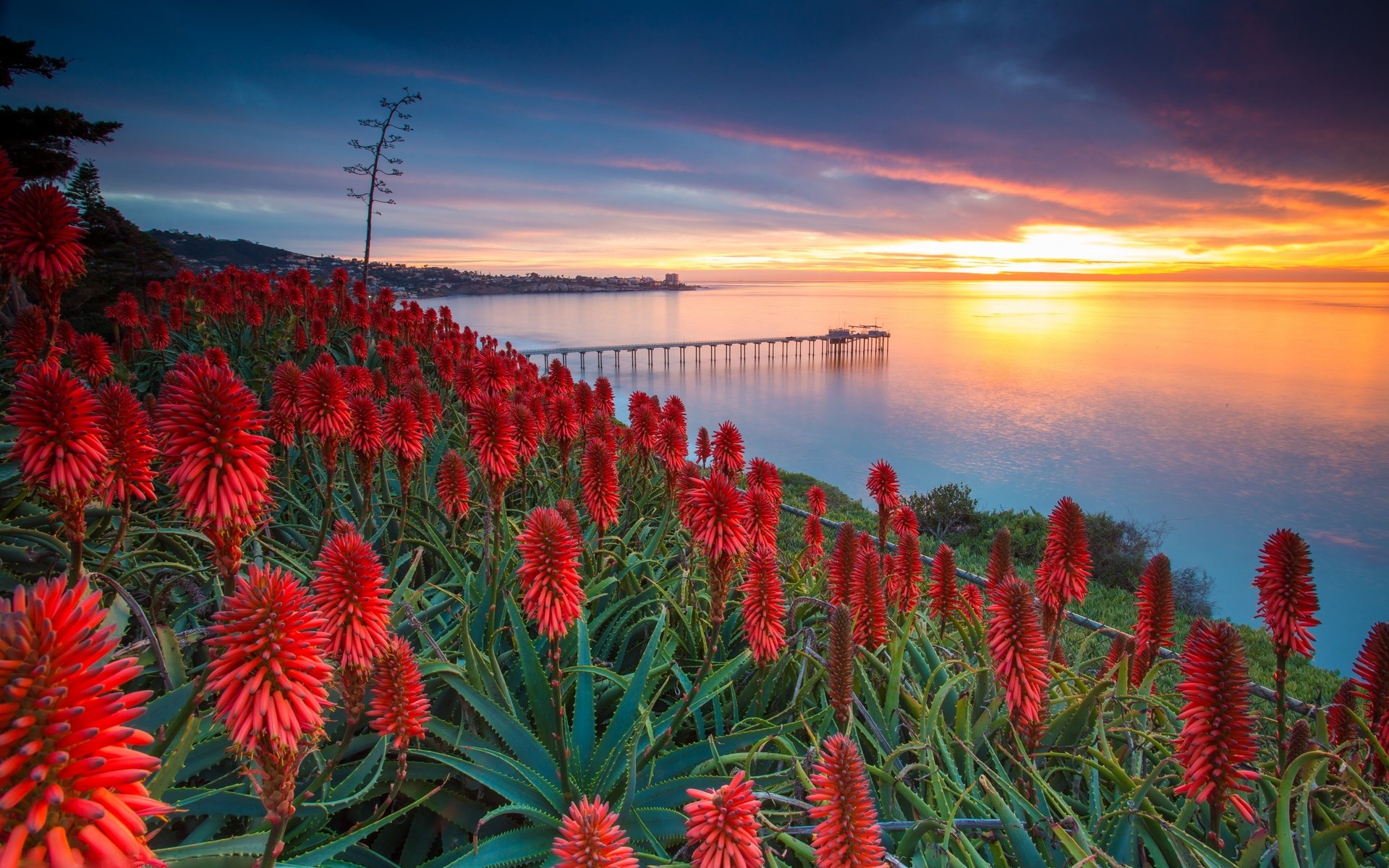 Red flowers on a cliff overlooking the ocean at sunset HD Wallpaper